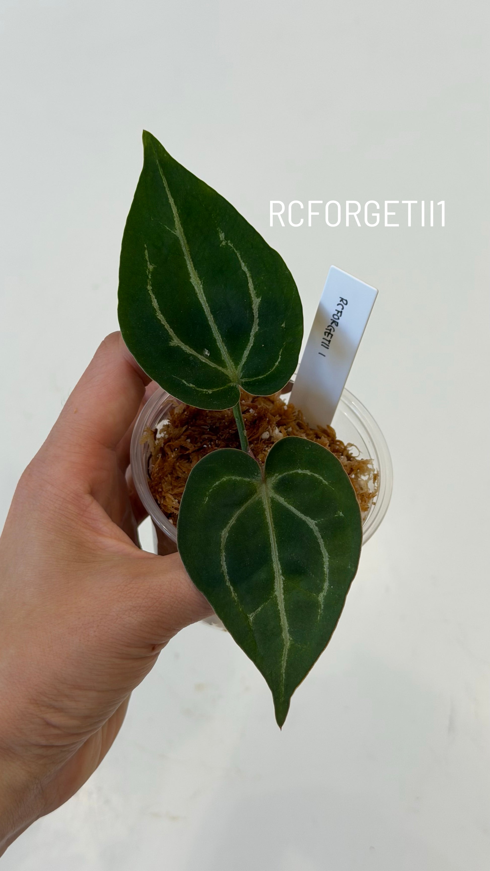 anthurium jesusii Tezula Anthurium Red Crystallinum X Anthurium Forgetii Seedlings (3'' – greenhues