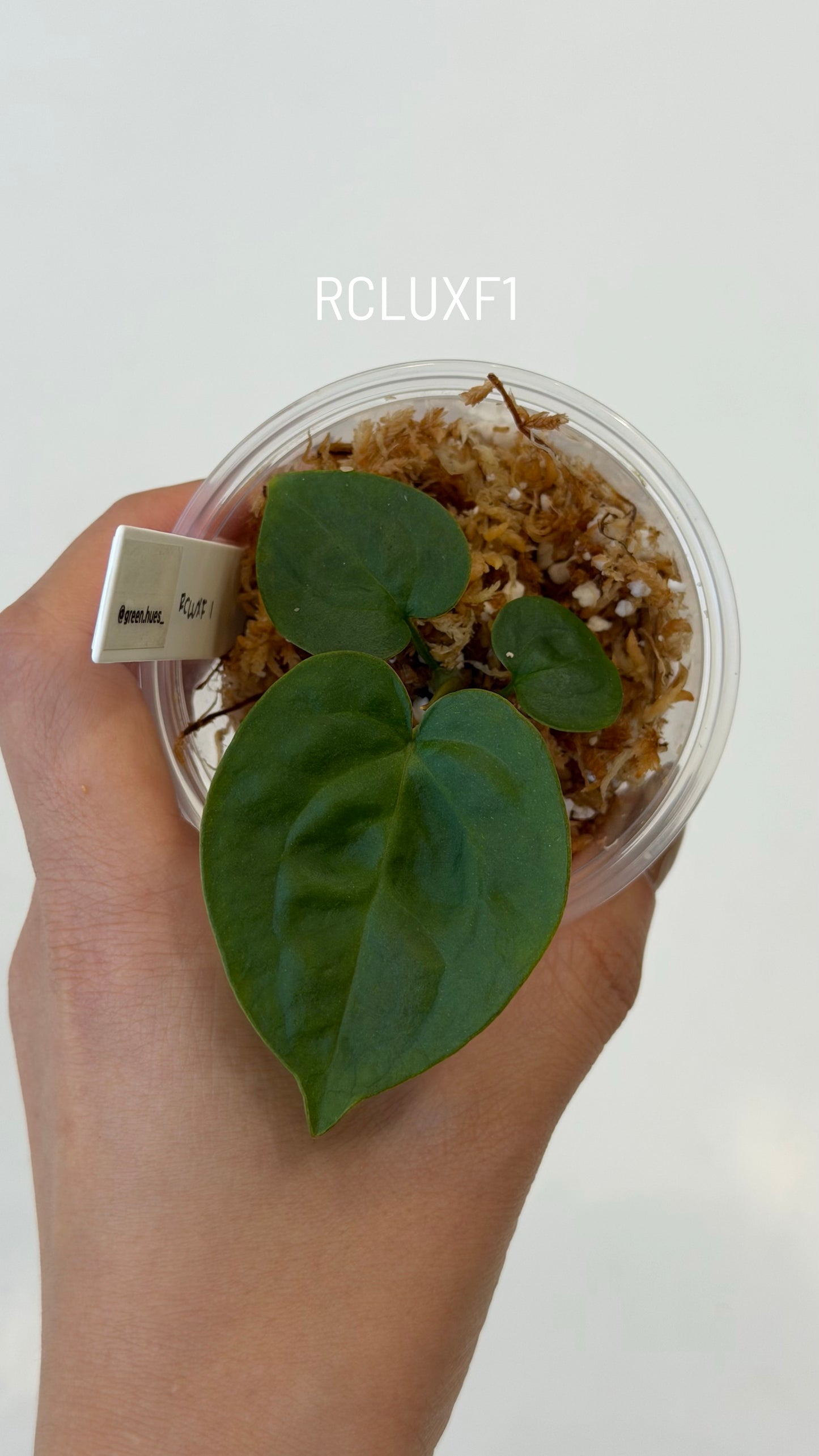 (Tezula Anthurium Red Crystallinum X Anthurium Luxurians) X Anthurium Forgetii Seedlings (3'' Size)