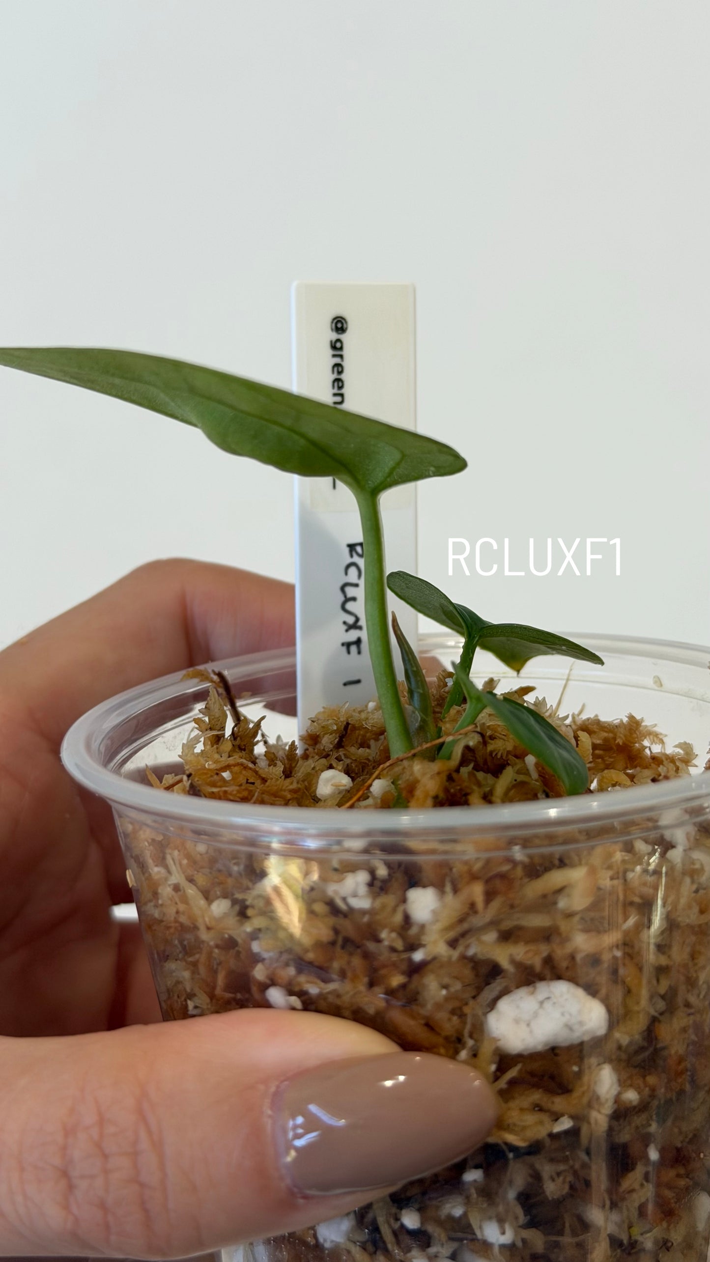 (Tezula Anthurium Red Crystallinum X Anthurium Luxurians) X Anthurium Forgetii Seedlings (3'' Size)