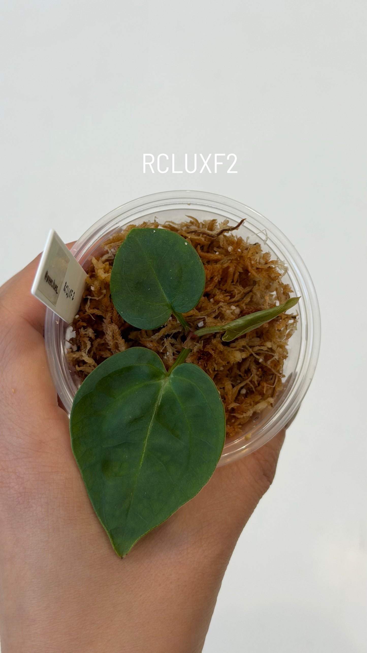 (Tezula Anthurium Red Crystallinum X Anthurium Luxurians) X Anthurium Forgetii Seedlings (3'' Size)