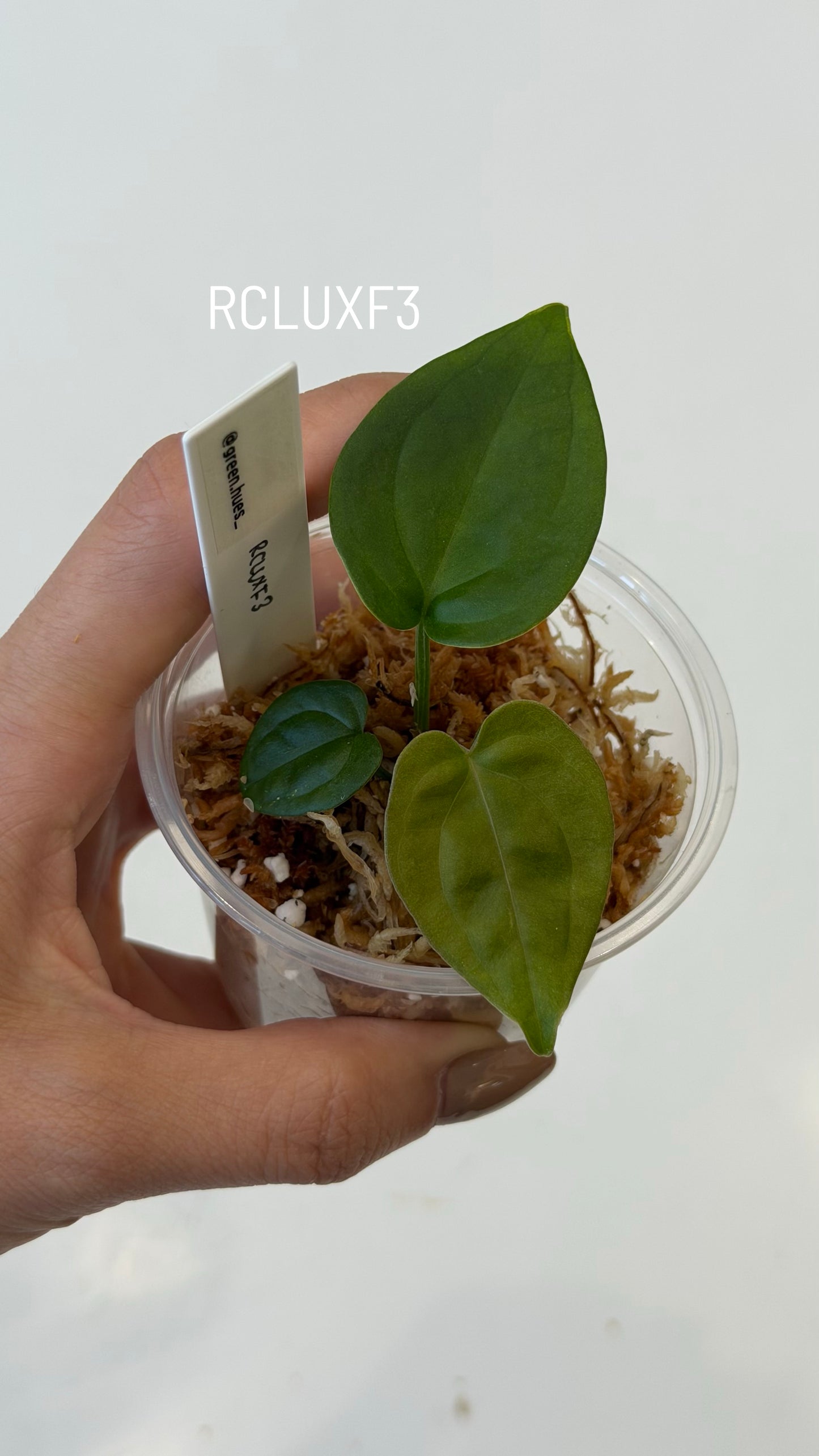 (Tezula Anthurium Red Crystallinum X Anthurium Luxurians) X Anthurium Forgetii Seedlings (3'' Size)