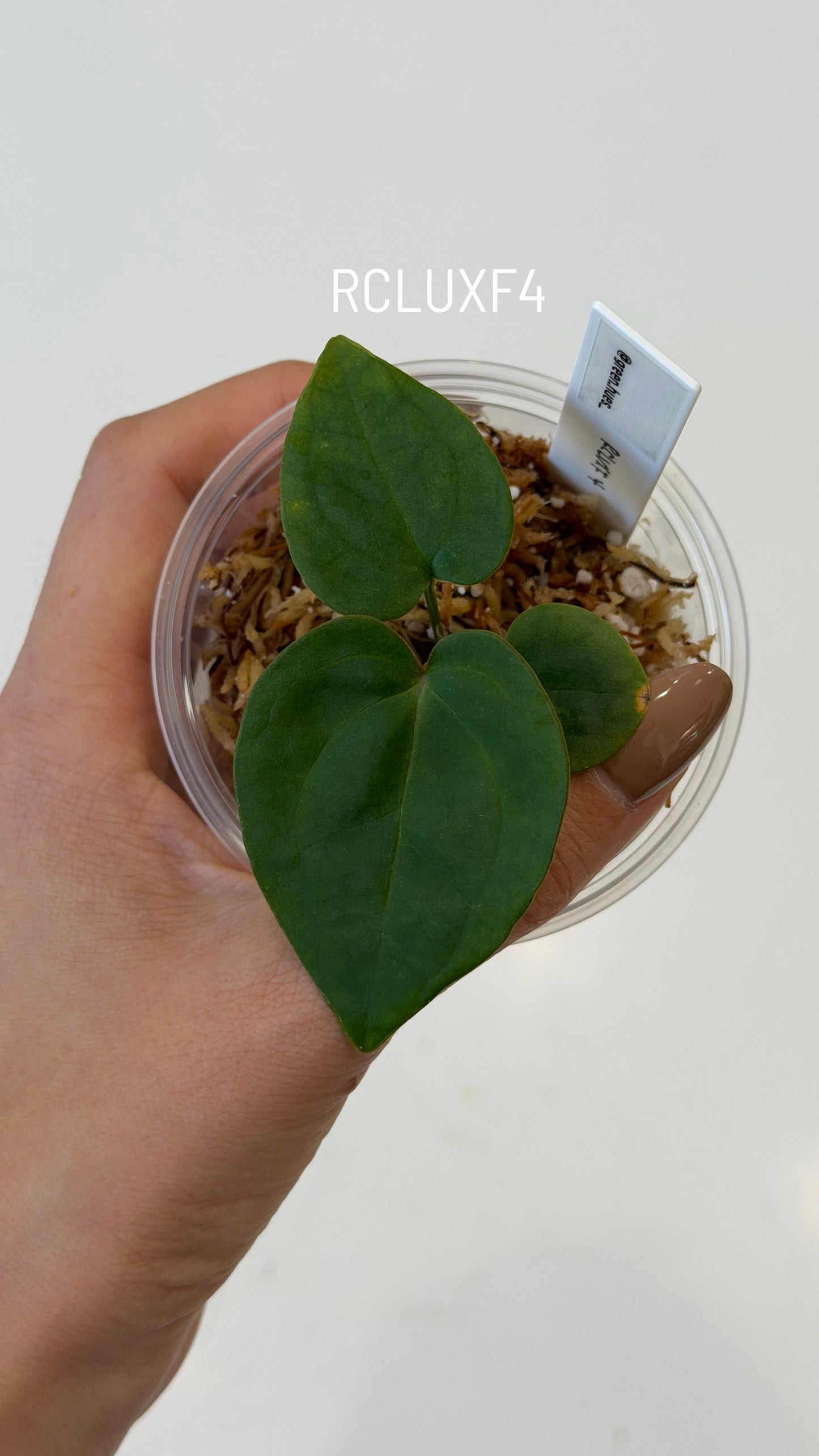 (Tezula Anthurium Red Crystallinum X Anthurium Luxurians) X Anthurium Forgetii Seedlings (3'' Size)
