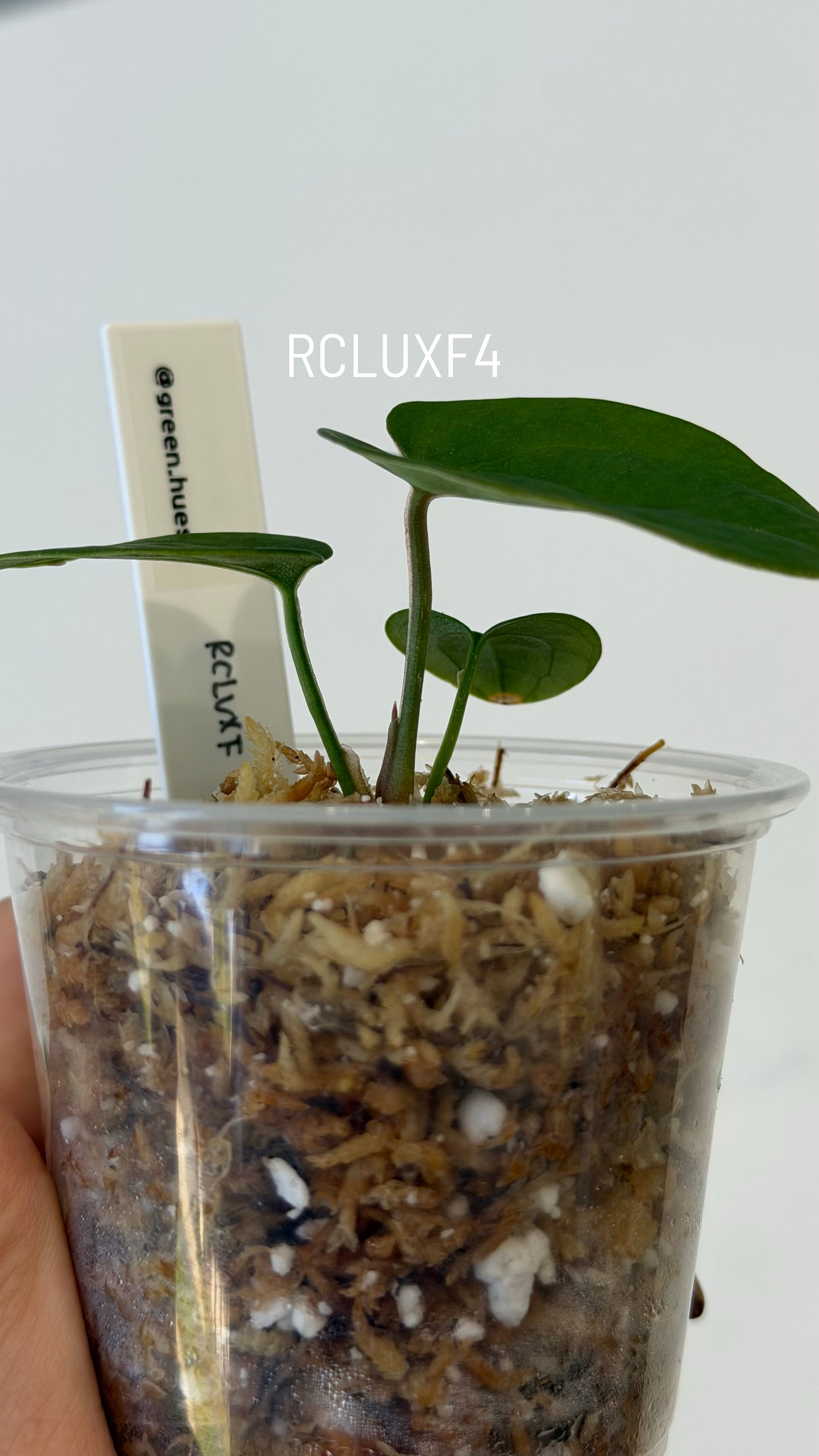 (Tezula Anthurium Red Crystallinum X Anthurium Luxurians) X Anthurium Forgetii Seedlings (3'' Size)