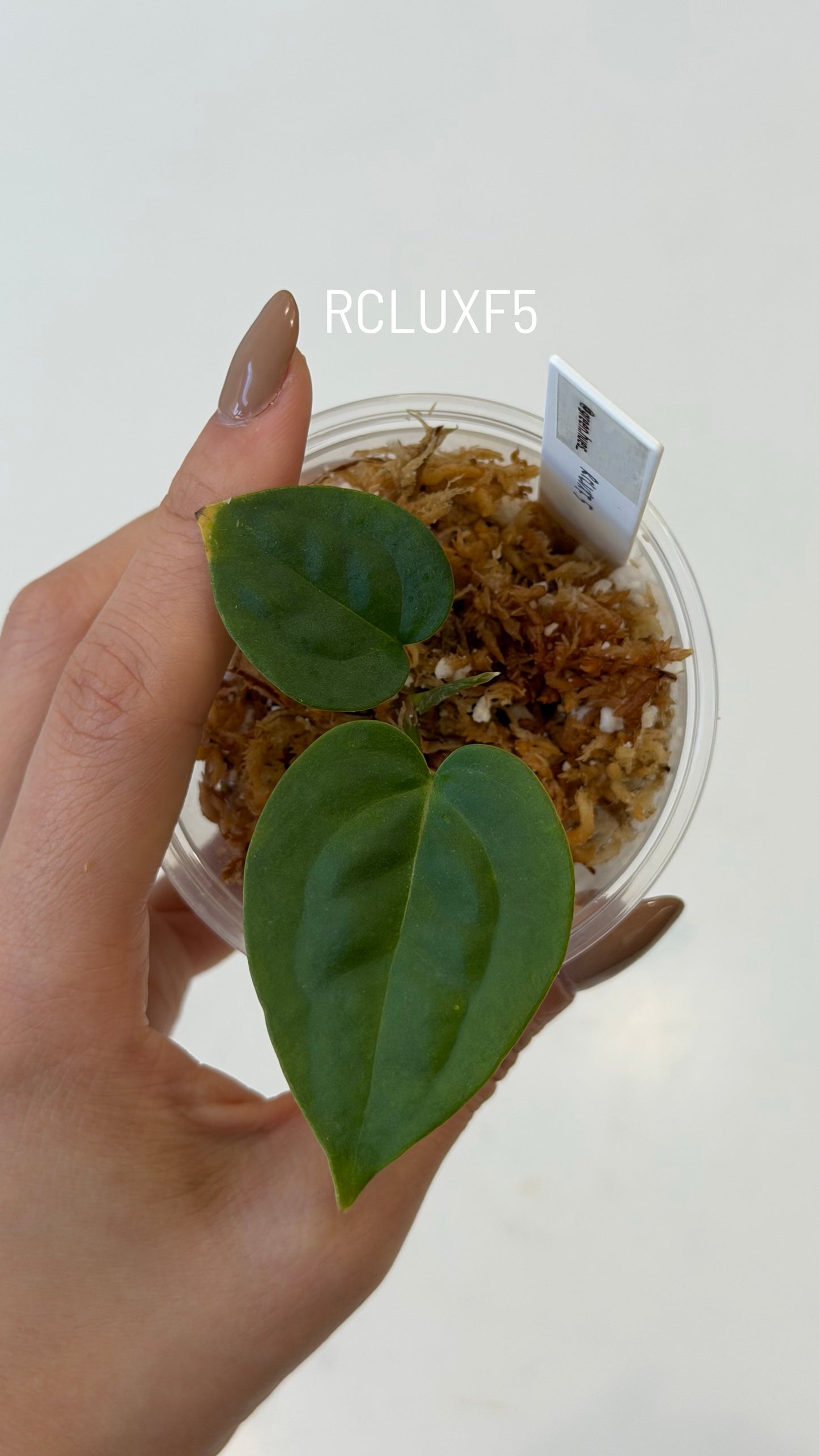 (Tezula Anthurium Red Crystallinum X Anthurium Luxurians) X Anthurium Forgetii Seedlings (3'' Size)