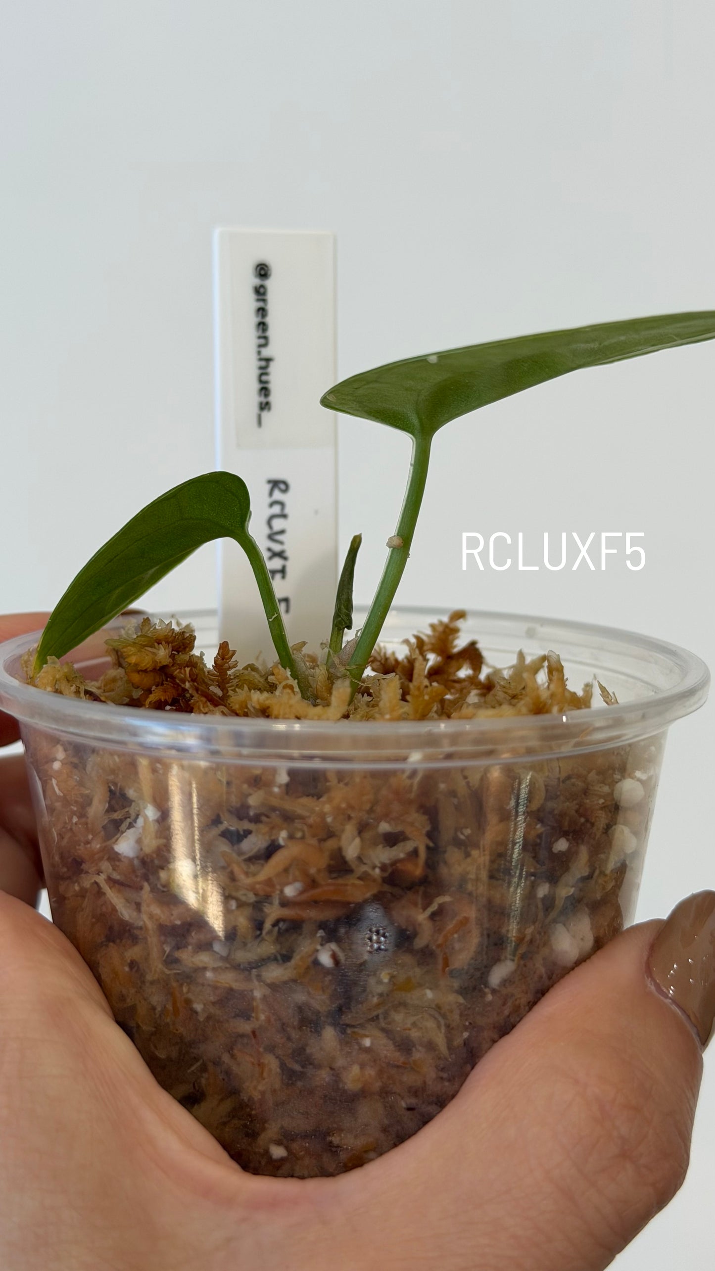 (Tezula Anthurium Red Crystallinum X Anthurium Luxurians) X Anthurium Forgetii Seedlings (3'' Size)