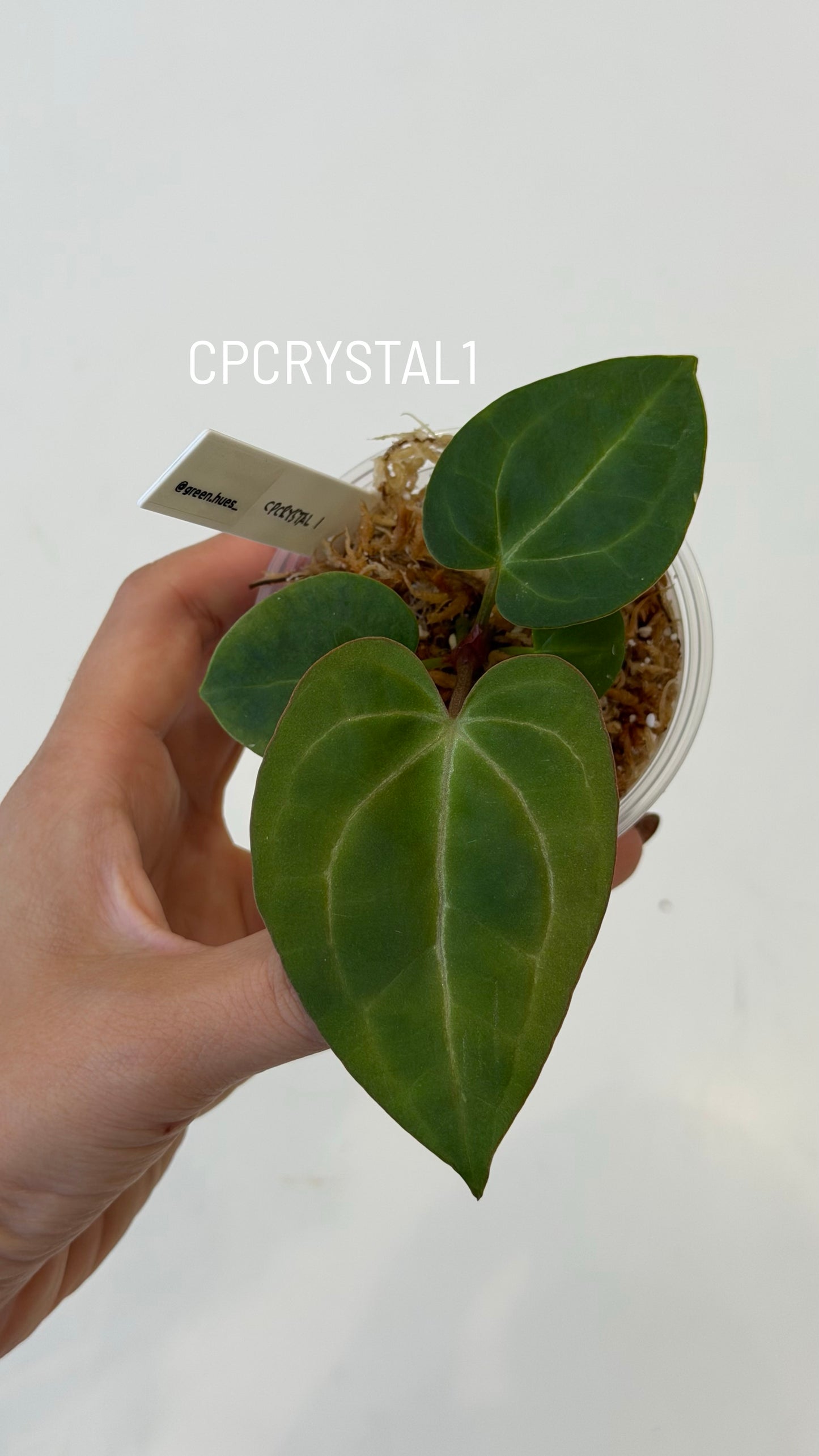 Anthurium (Carlablackiae X Anthurium Papillilaminum) F3 X Anthurium Crystallinum THREE-LEAF Seedlings