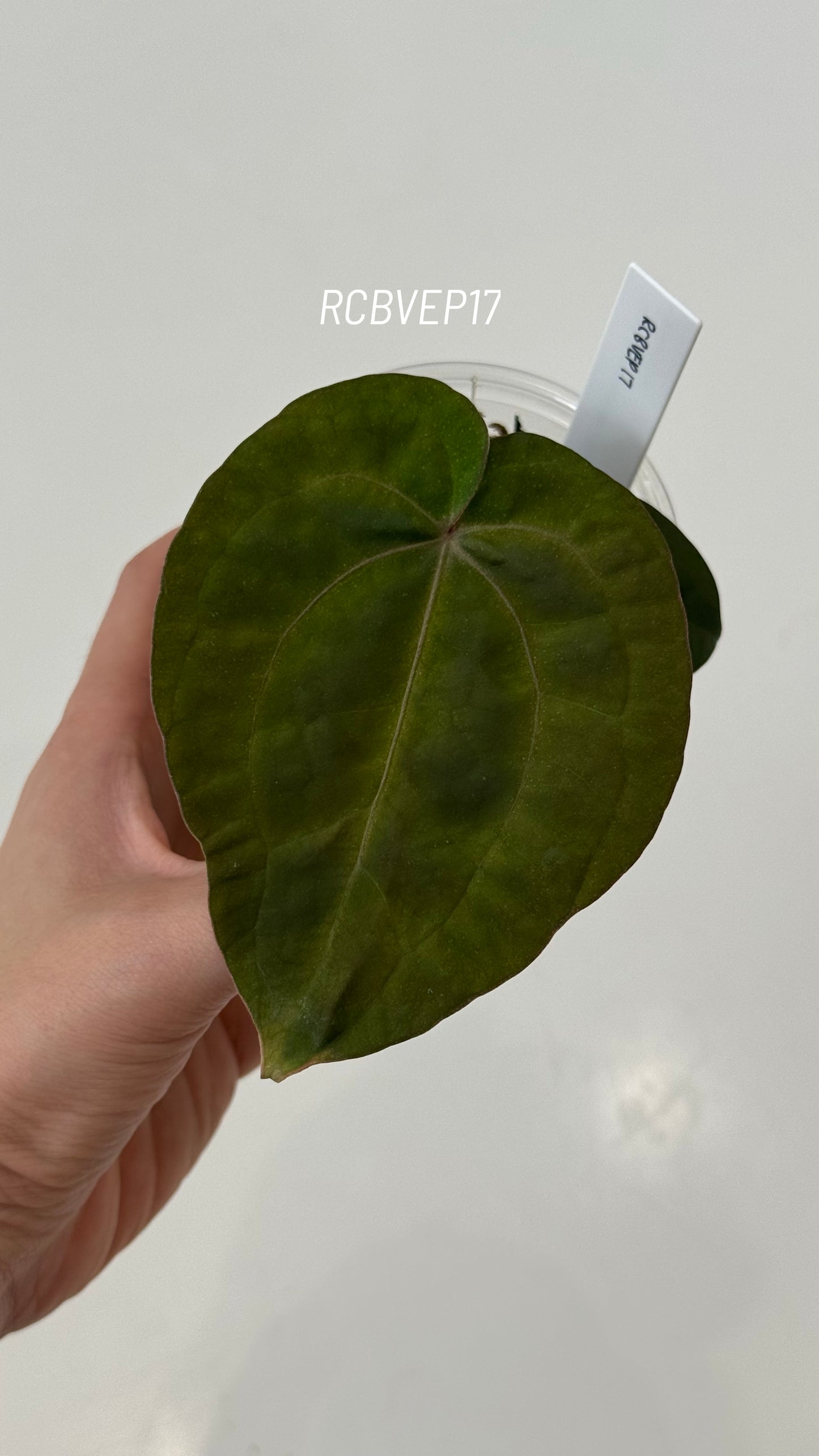Tezula Anthurium Red Crystallinum X Scott Cohen Anthurium Antolakii (BVEP) Seedlings (3'' Pot Size)