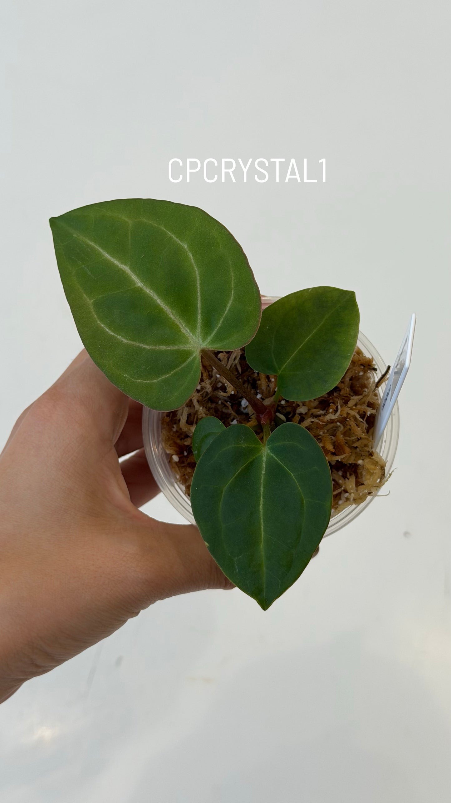 Anthurium (Carlablackiae X Anthurium Papillilaminum) F3 X Anthurium Crystallinum THREE-LEAF Seedlings