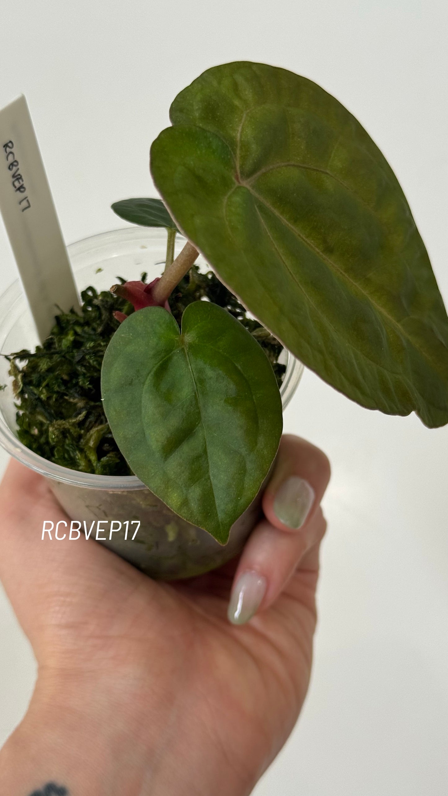 Tezula Anthurium Red Crystallinum X Scott Cohen Anthurium Antolakii (BVEP) Seedlings (3'' Pot Size)