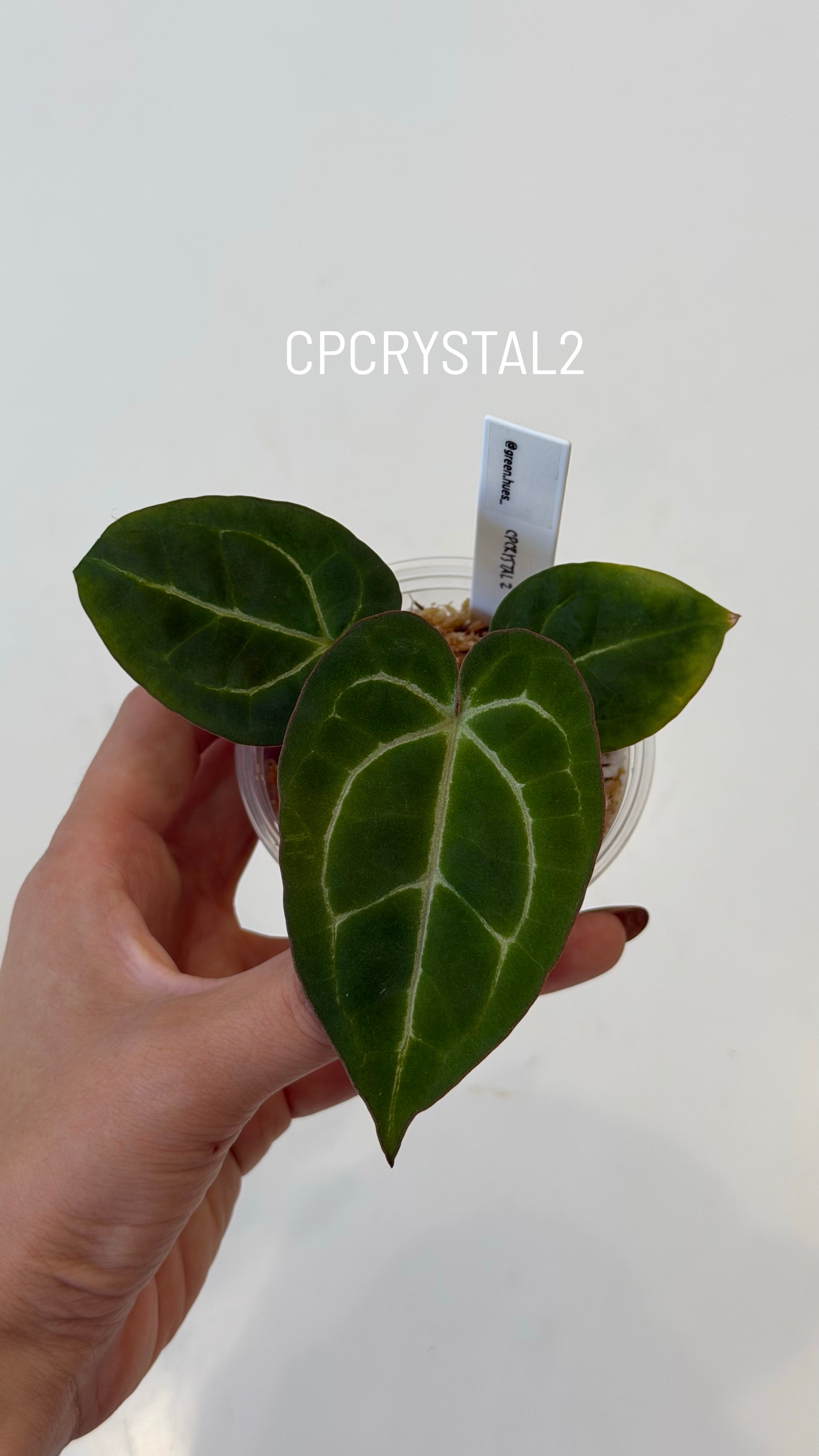 Anthurium (Carlablackiae X Anthurium Papillilaminum) F3 X