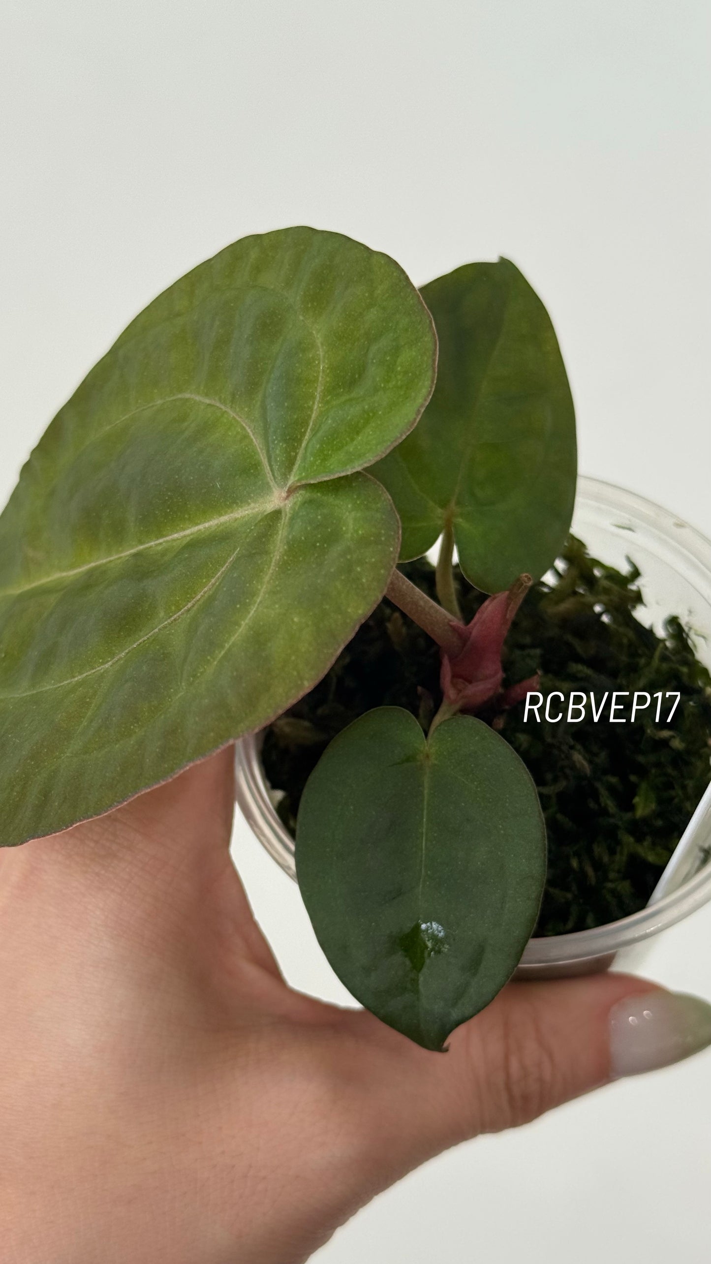 Tezula Anthurium Red Crystallinum X Scott Cohen Anthurium Antolakii (BVEP) Seedlings (3'' Pot Size)