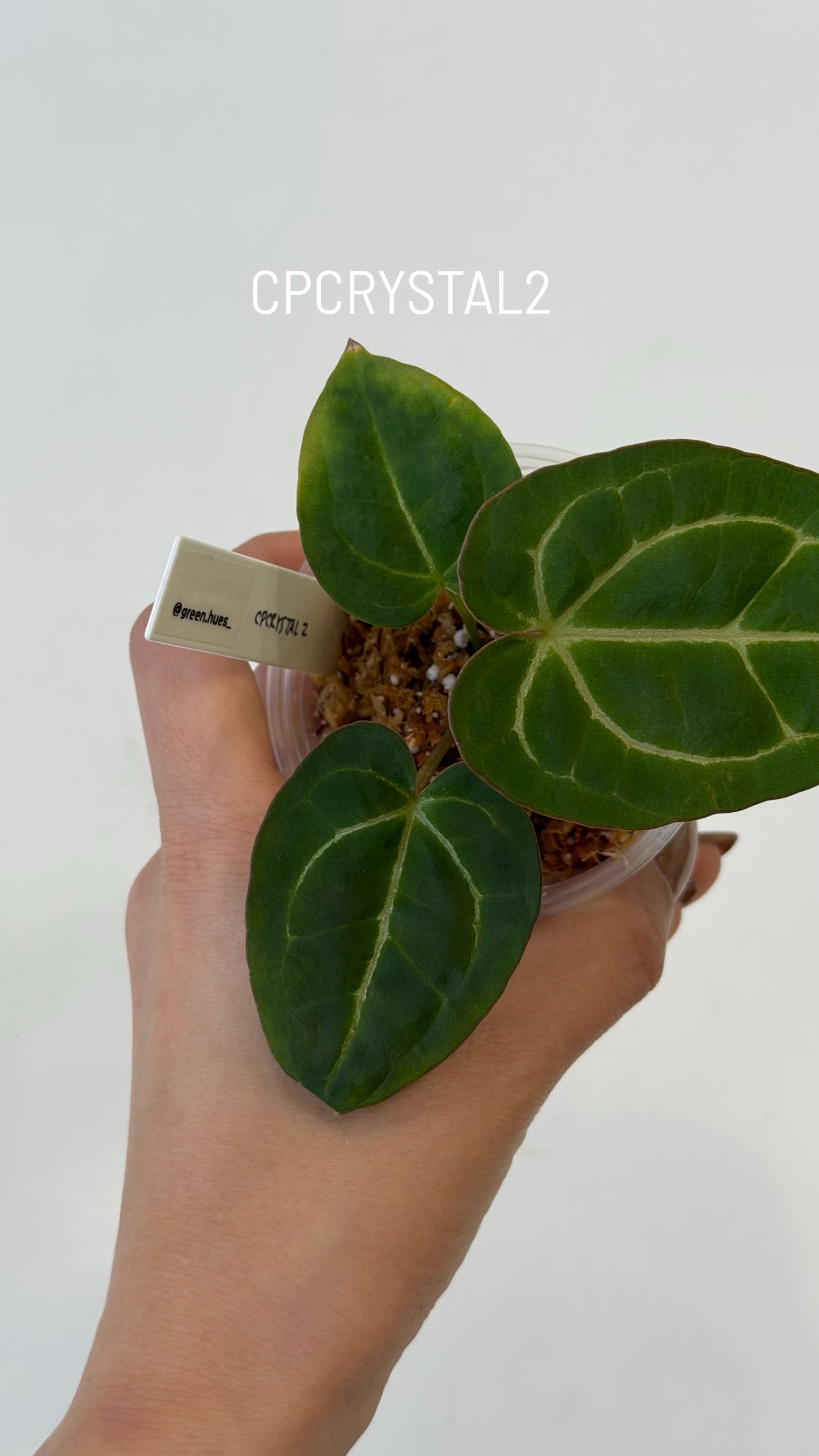 Anthurium (Carlablackiae X Anthurium Papillilaminum) F3 X Anthurium Crystallinum THREE-LEAF Seedlings