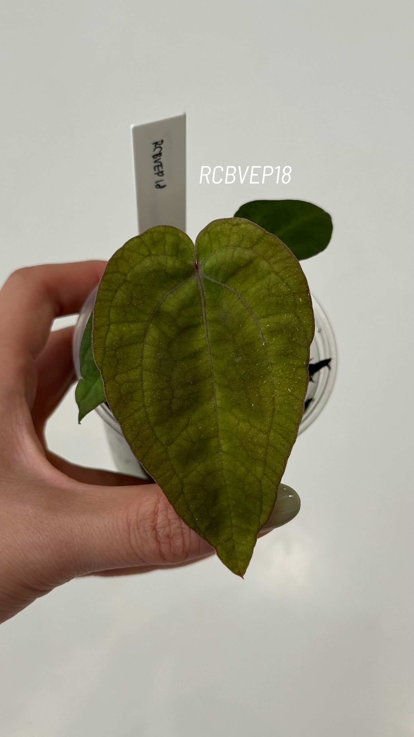 Tezula Anthurium Red Crystallinum X Scott Cohen Anthurium Antolakii (BVEP) Seedlings (3'' Pot Size)