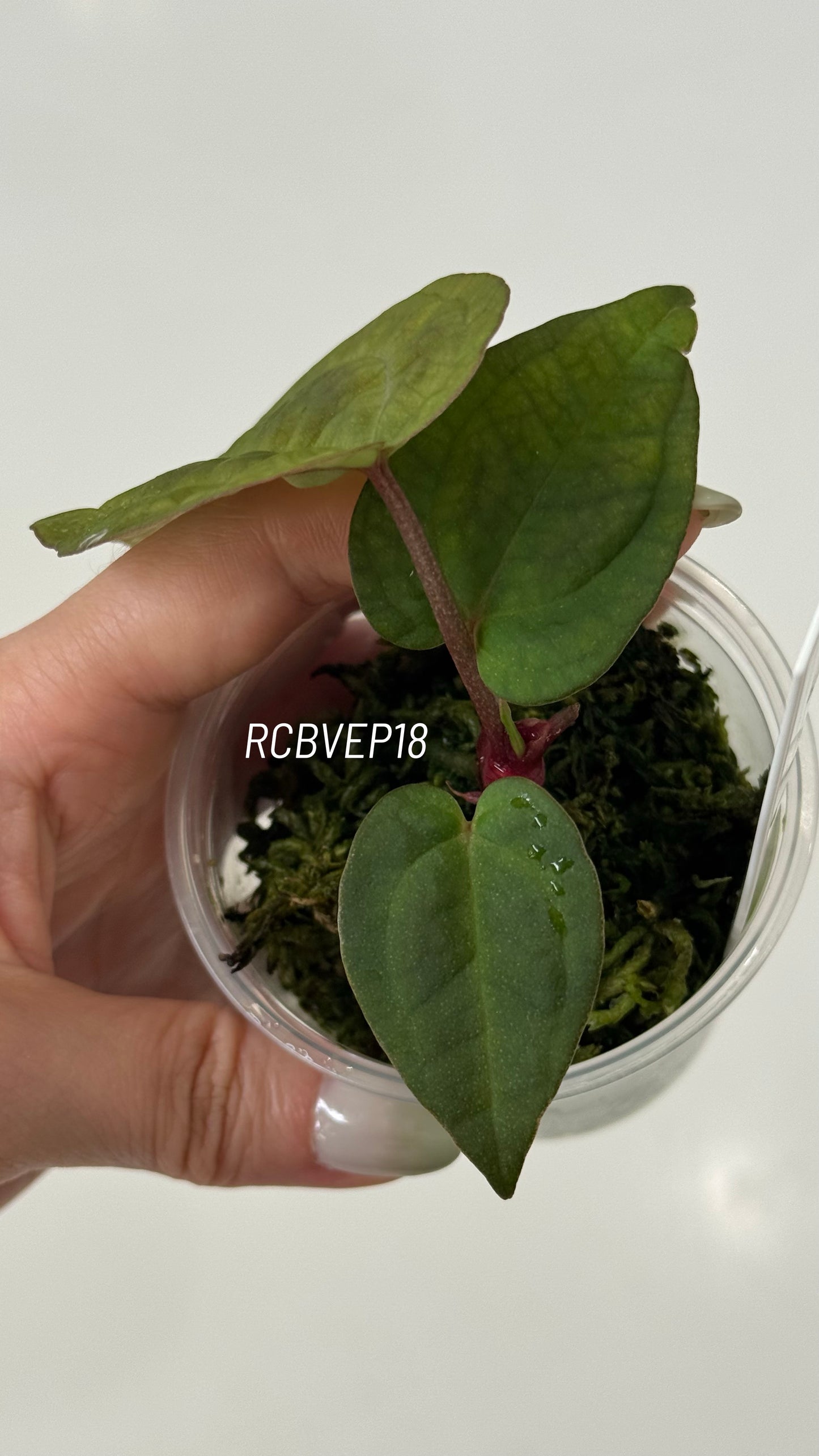 Tezula Anthurium Red Crystallinum X Scott Cohen Anthurium Antolakii (BVEP) Seedlings (3'' Pot Size)