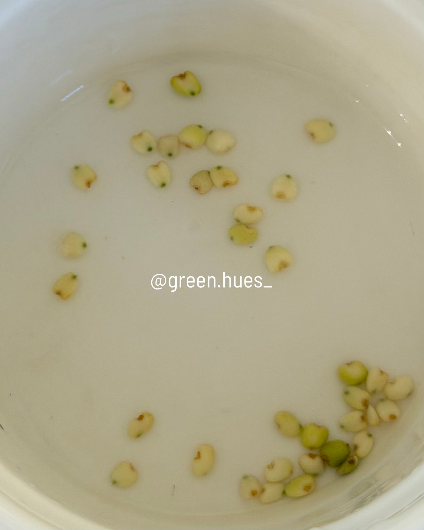 [GIVEAWAY] *UNGERMINATED SEEDS* (NSE Anthurium dressleri X (Tezula Anthurium Ace of Spades X Scott Cohen Anthurium papillilaminum A+)) X Jay Vannini Anthurium Panamama 2.0
