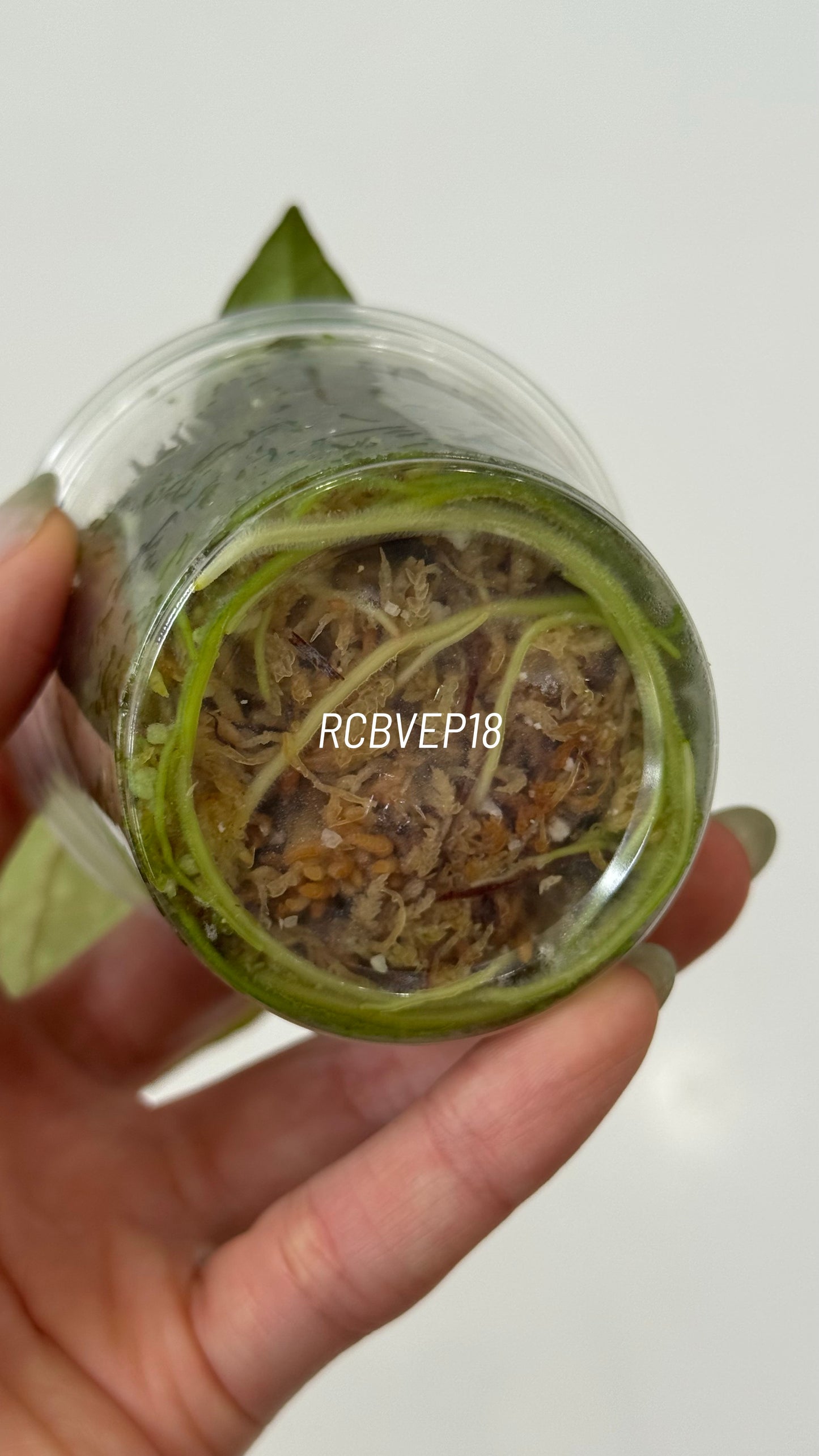 Tezula Anthurium Red Crystallinum X Scott Cohen Anthurium Antolakii (BVEP) Seedlings (3'' Pot Size)