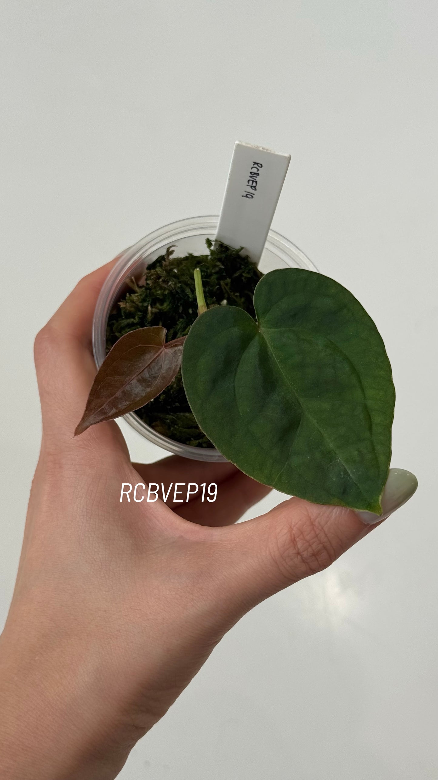 Tezula Anthurium Red Crystallinum X Scott Cohen Anthurium Antolakii (BVEP) Seedlings (3'' Pot Size)