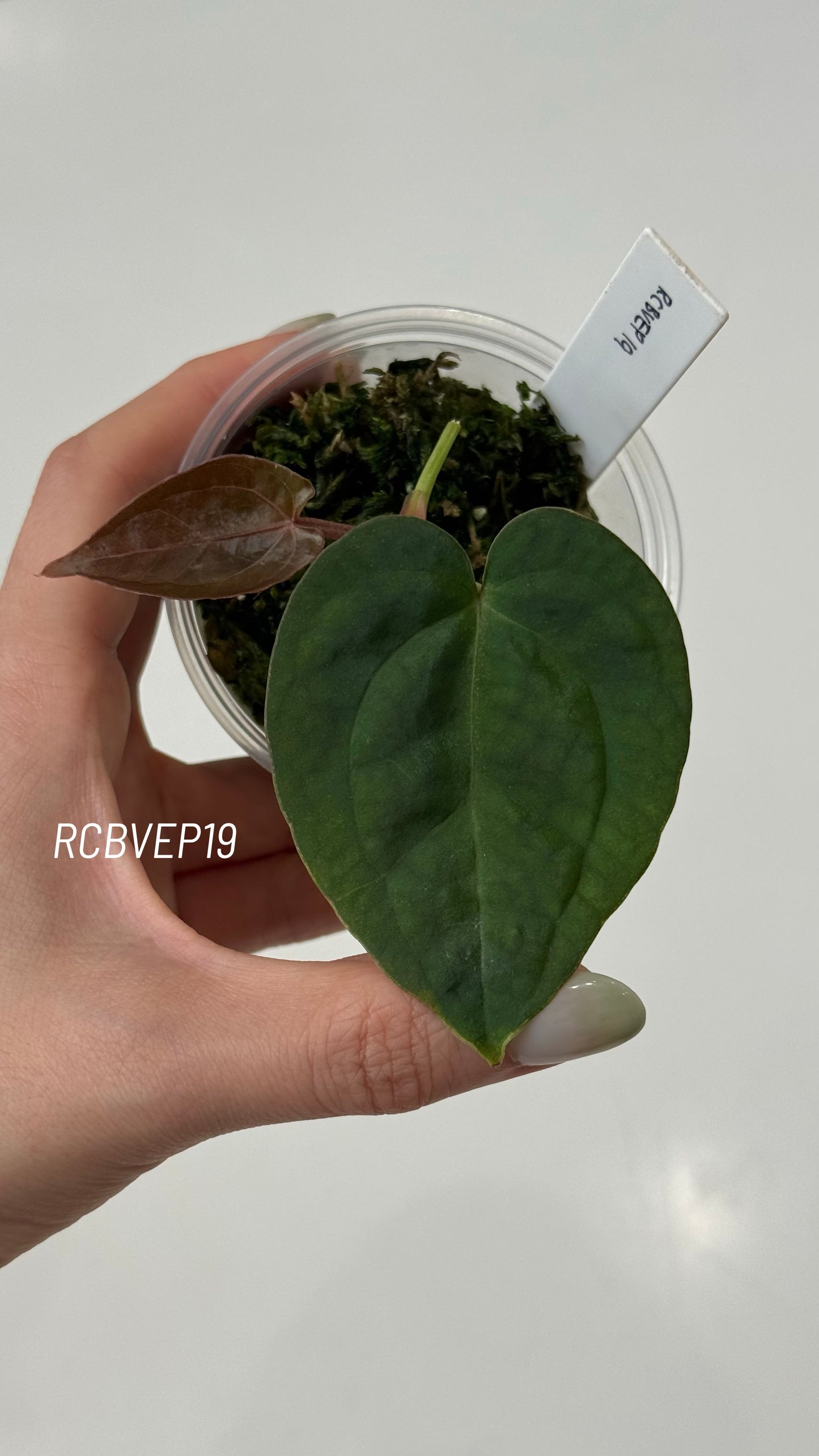 Tezula Anthurium Red Crystallinum X Scott Cohen Anthurium Antolakii (BVEP) Seedlings (3'' Pot Size)