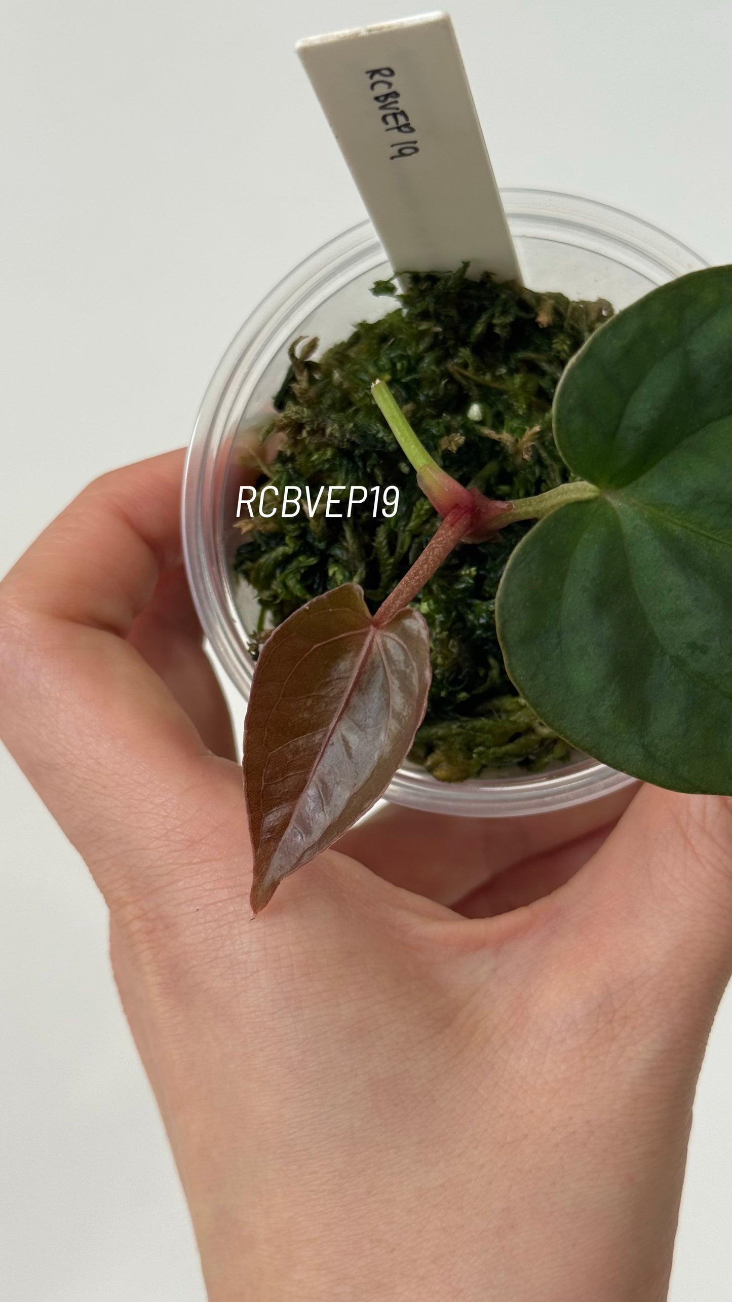 Tezula Anthurium Red Crystallinum X Scott Cohen Anthurium Antolakii (BVEP) Seedlings (3'' Pot Size)