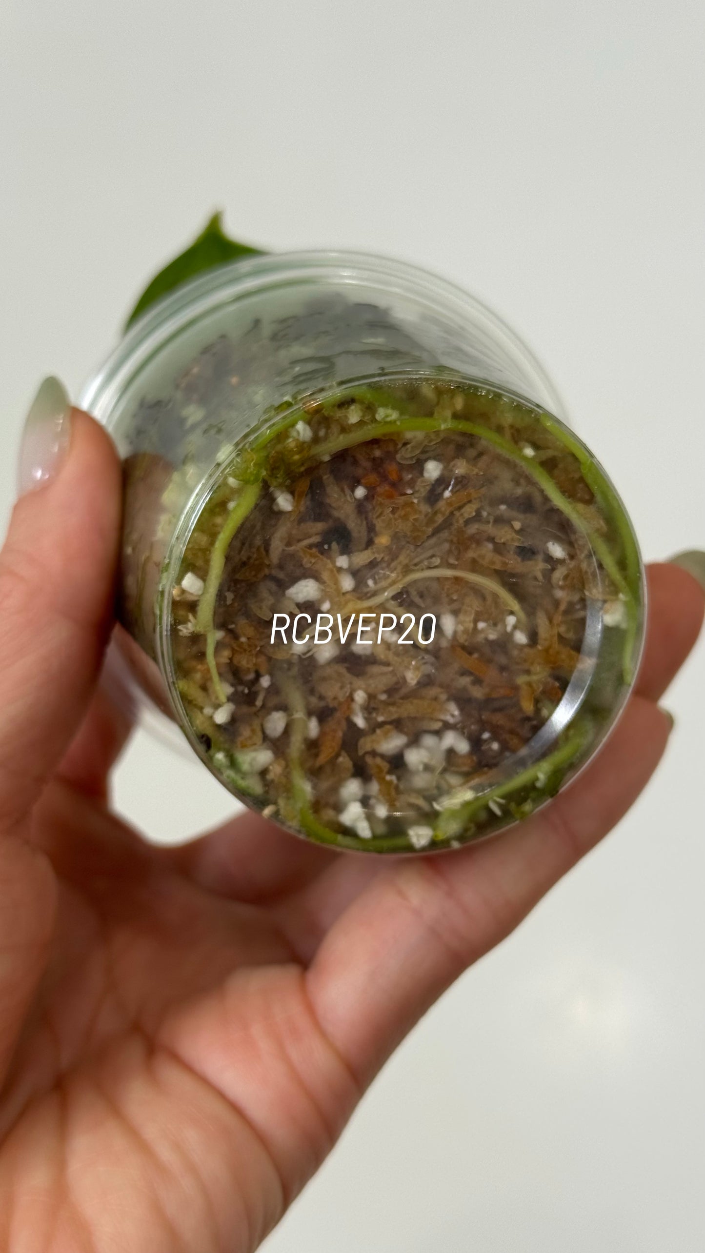 Tezula Anthurium Red Crystallinum X Scott Cohen Anthurium Antolakii (BVEP) Seedlings (3'' Pot Size)