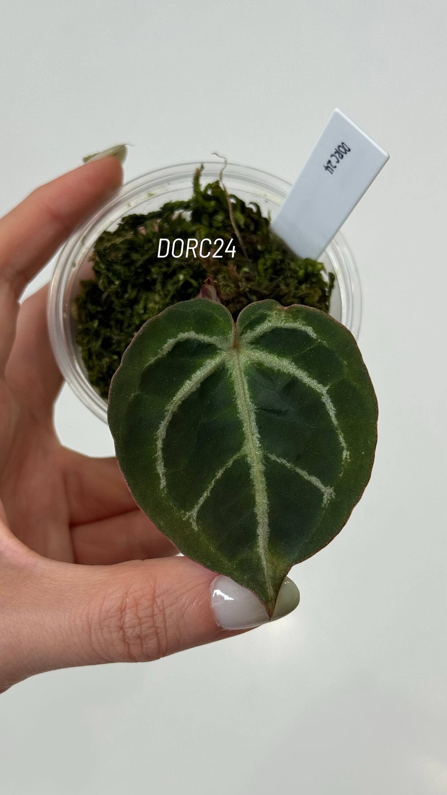 Anthurium Dorayaki X Tezula Anthurium Red Crystallinum Seedlings (3'' Pot Size)