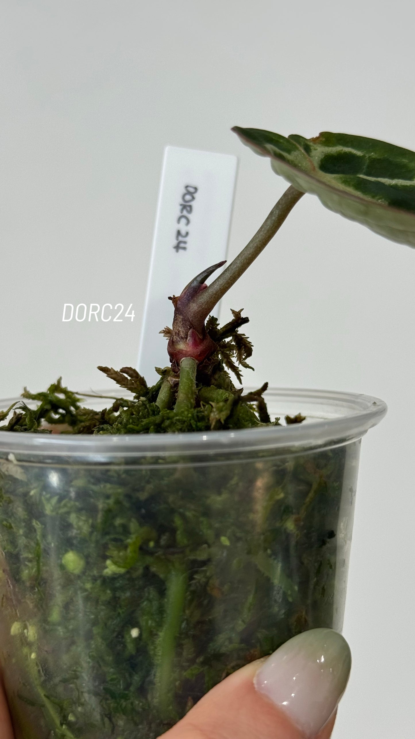 Anthurium Dorayaki X Tezula Anthurium Red Crystallinum Seedlings (3'' Pot Size)