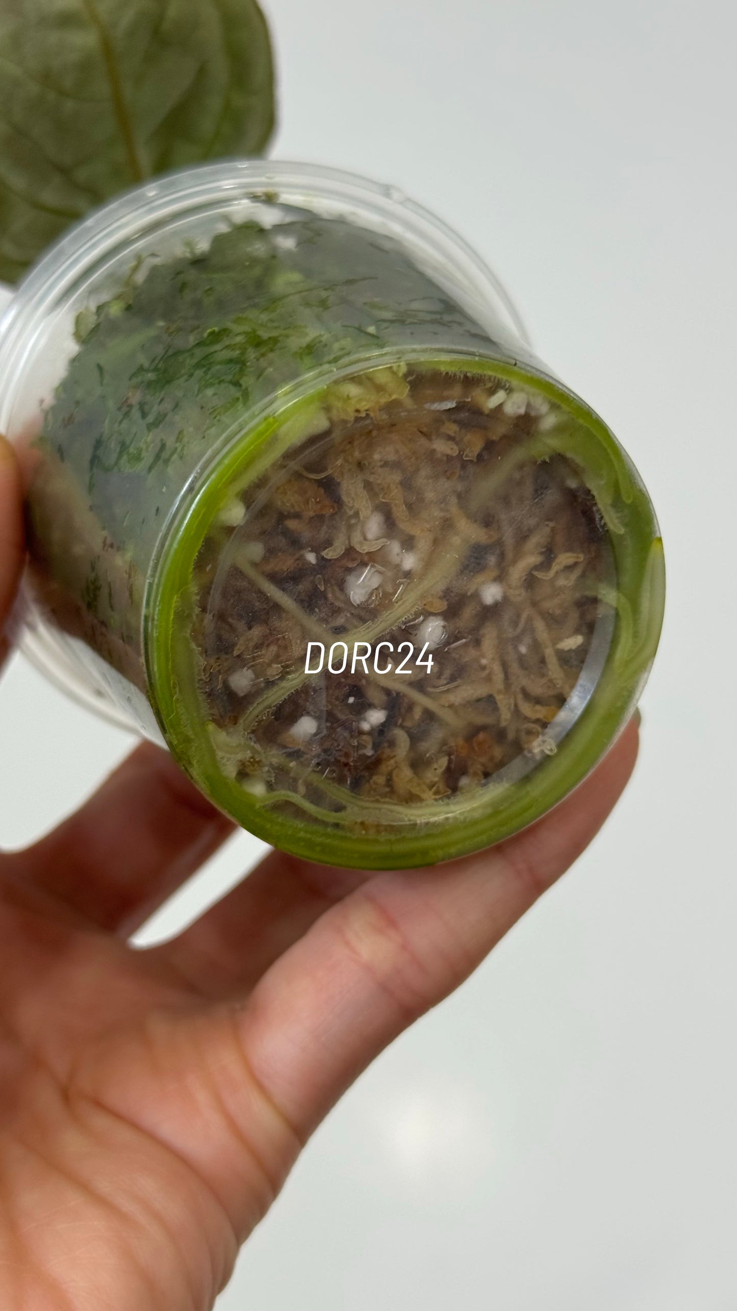 Anthurium Dorayaki X Tezula Anthurium Red Crystallinum Seedlings (3'' Pot Size)