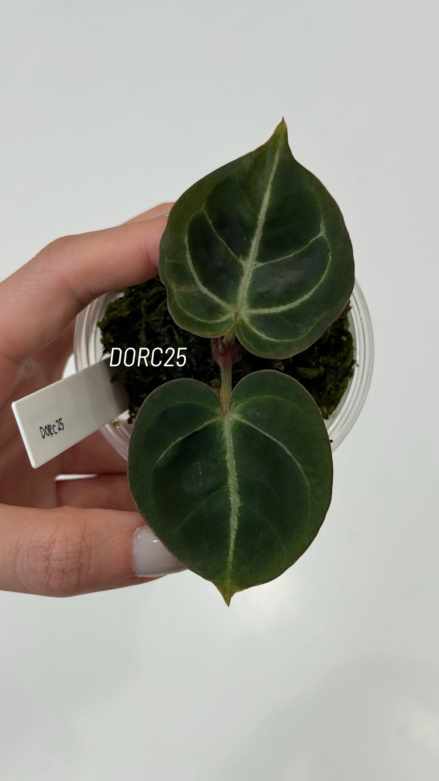 Anthurium Dorayaki X Tezula Anthurium Red Crystallinum Seedlings (3'' Pot Size)