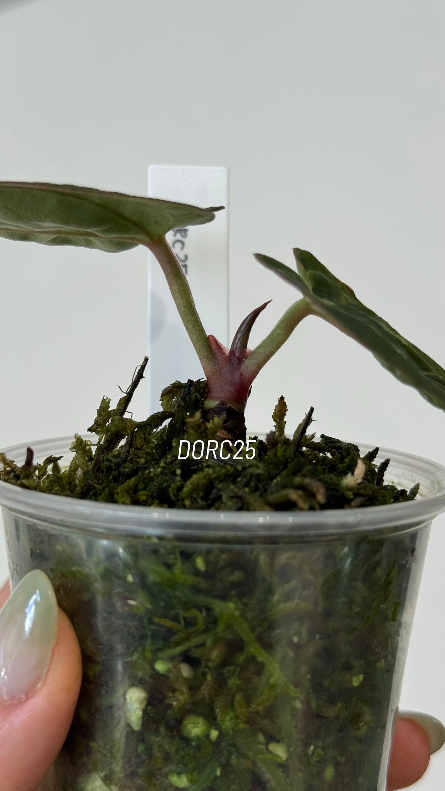 Anthurium Dorayaki X Tezula Anthurium Red Crystallinum Seedlings (3'' Pot Size)