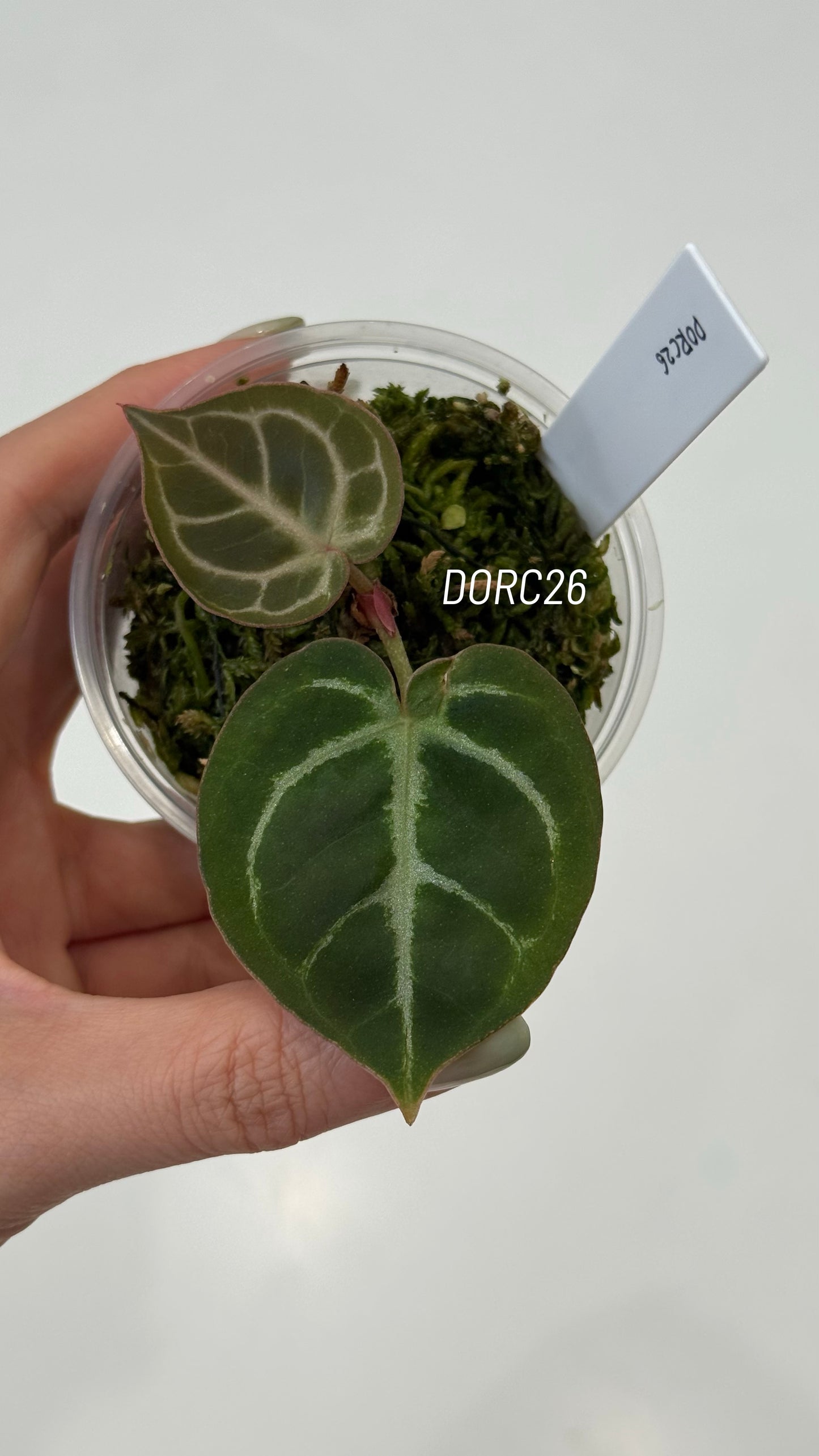 Anthurium Dorayaki X Tezula Anthurium Red Crystallinum Seedlings (3'' Pot Size)