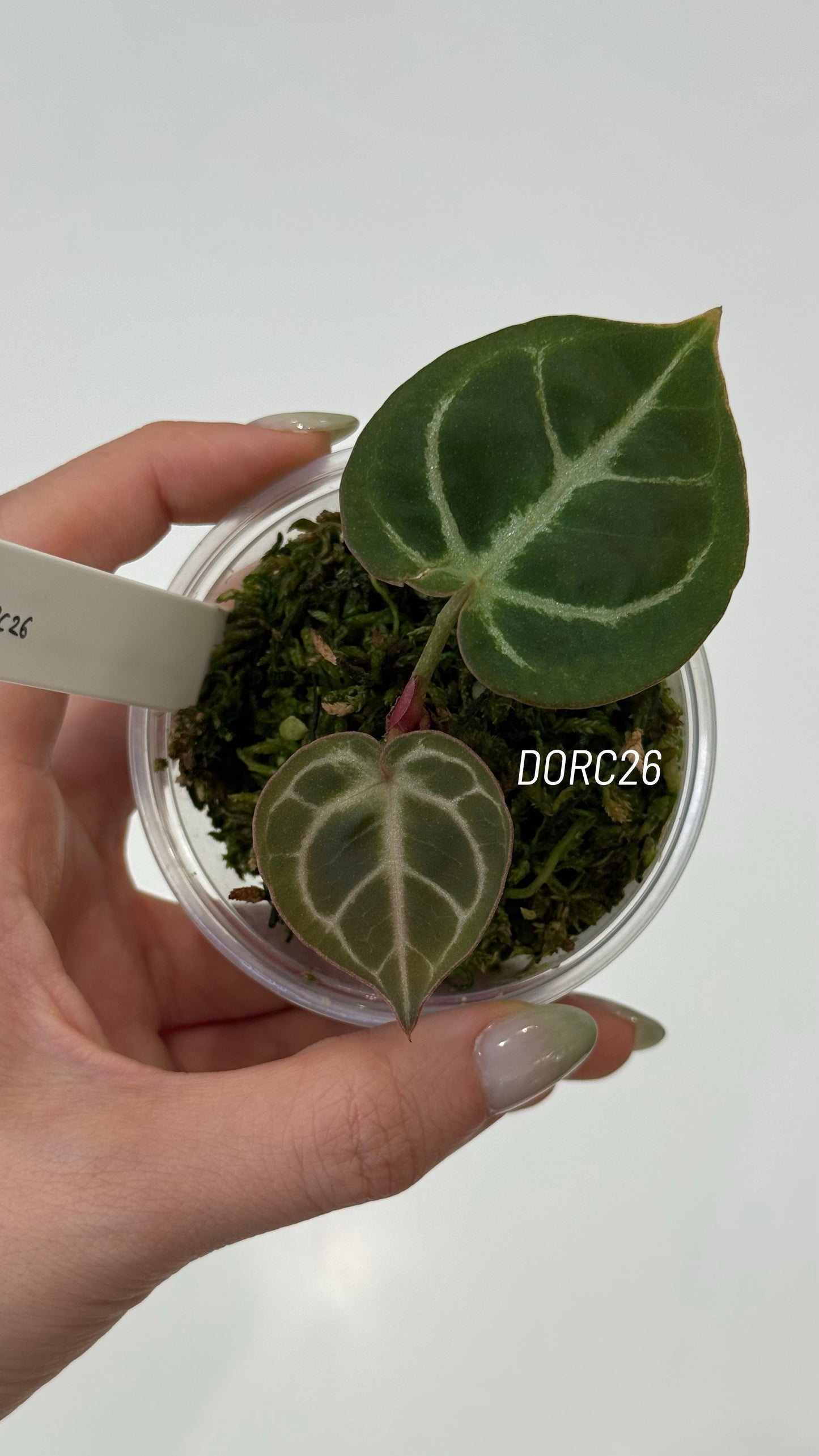 Anthurium Dorayaki X Tezula Anthurium Red Crystallinum Seedlings (3'' Pot Size)