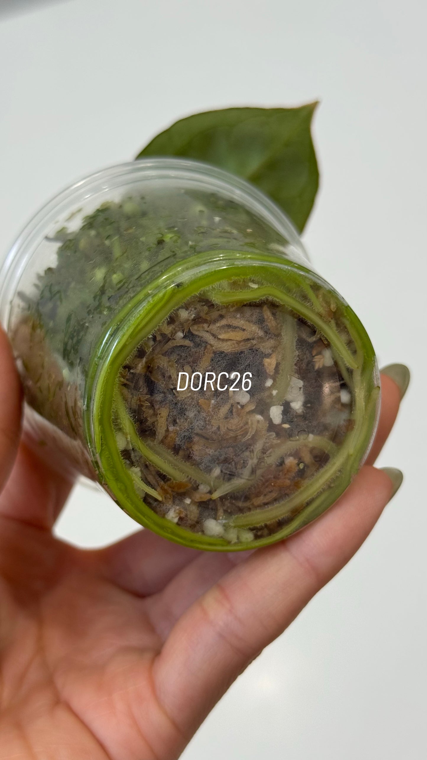 Anthurium Dorayaki X Tezula Anthurium Red Crystallinum Seedlings (3'' Pot Size)