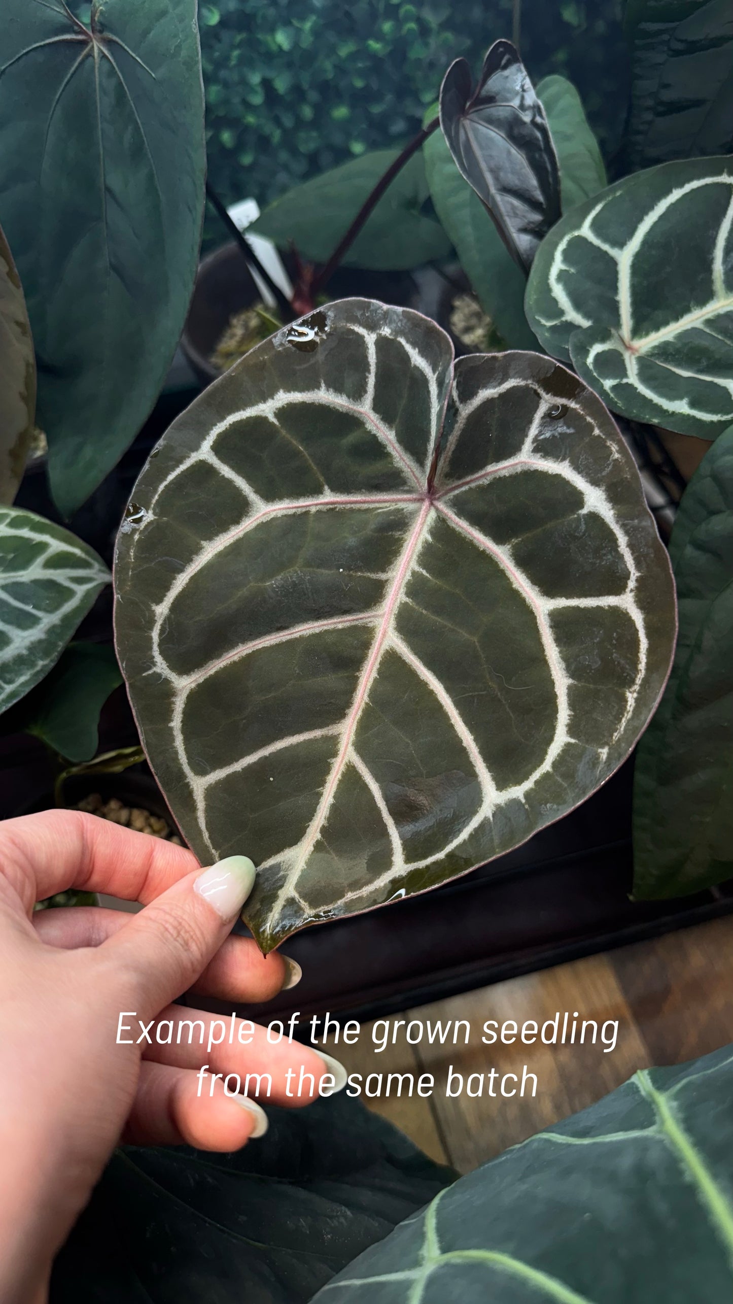 Anthurium Dorayaki X Tezula Anthurium Red Crystallinum Seedlings (3'' Pot Size)
