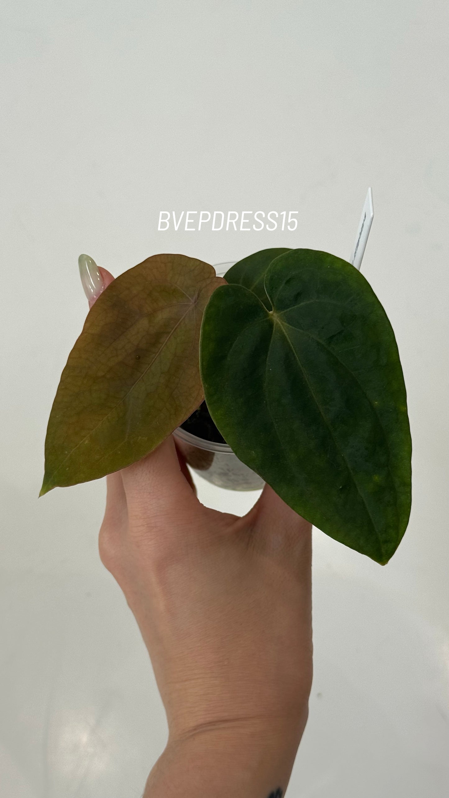 SC Anthurium Antolakii X NSE Anthurium Dressleri Seedlings (3'' Pot Size)