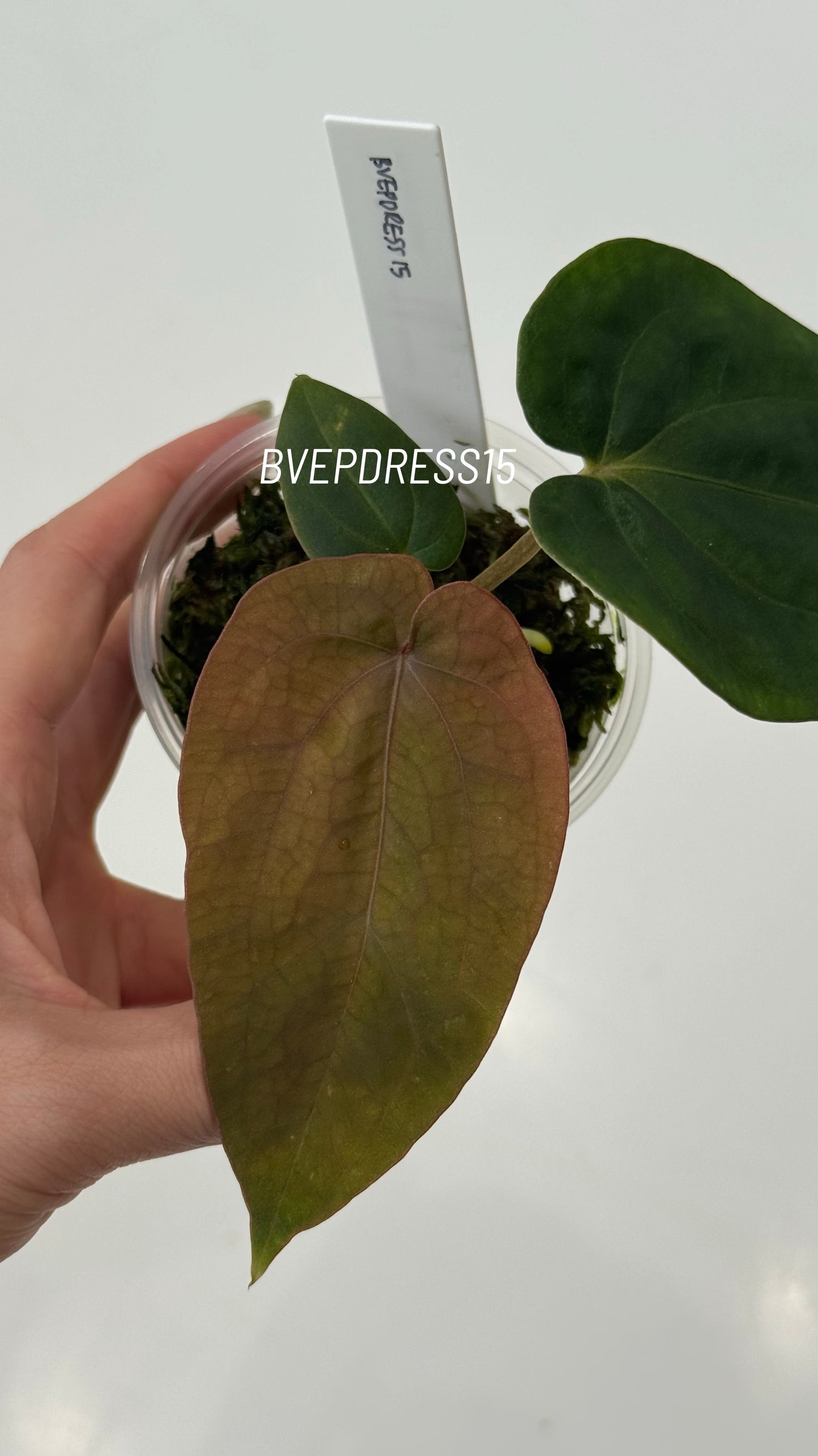 SC Anthurium Antolakii X NSE Anthurium Dressleri Seedlings (3'' Pot Size)