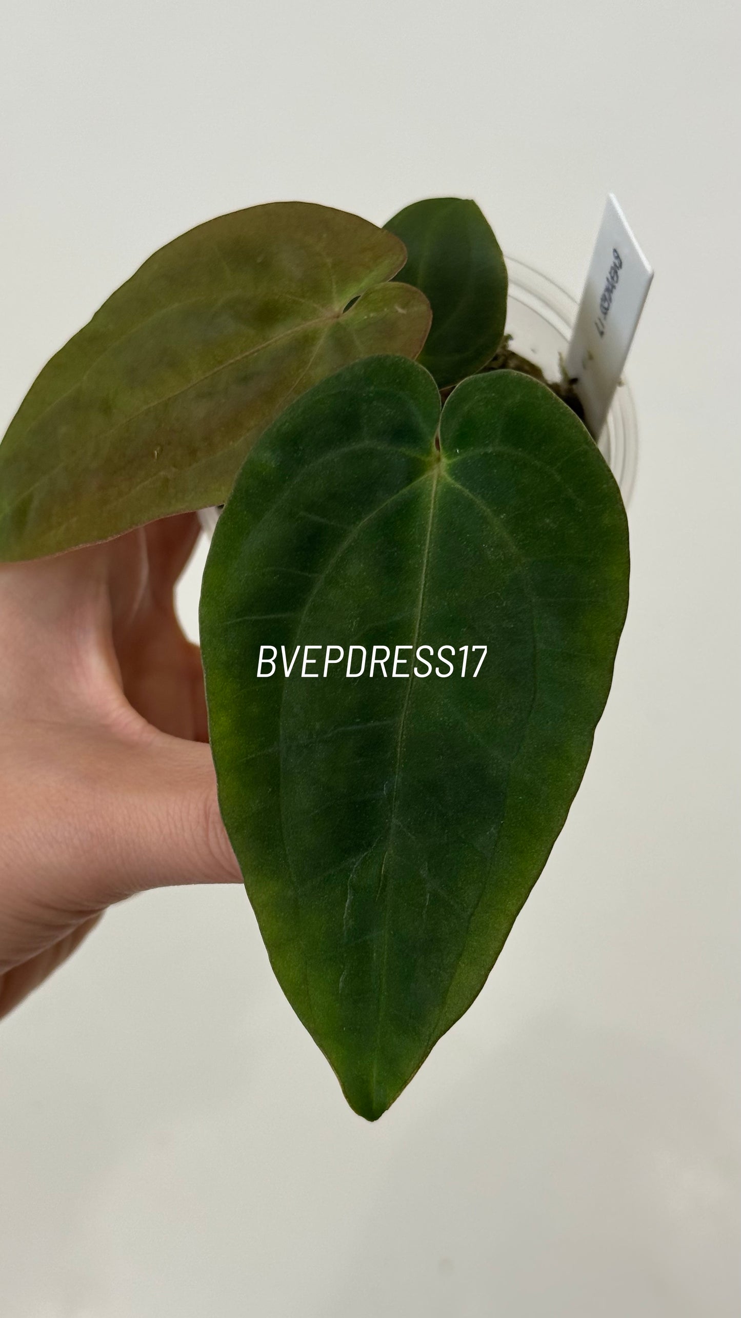 SC Anthurium Antolakii X NSE Anthurium Dressleri Seedlings (3'' Pot Size)