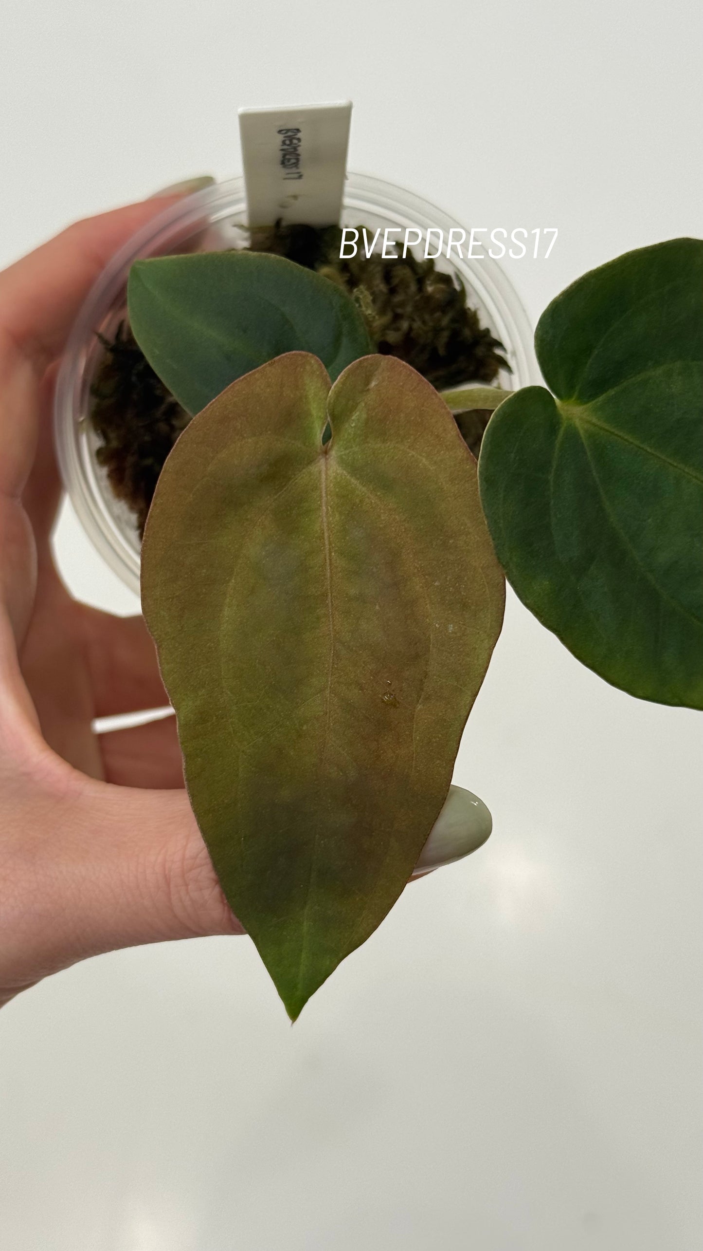 SC Anthurium Antolakii X NSE Anthurium Dressleri Seedlings (3'' Pot Size)