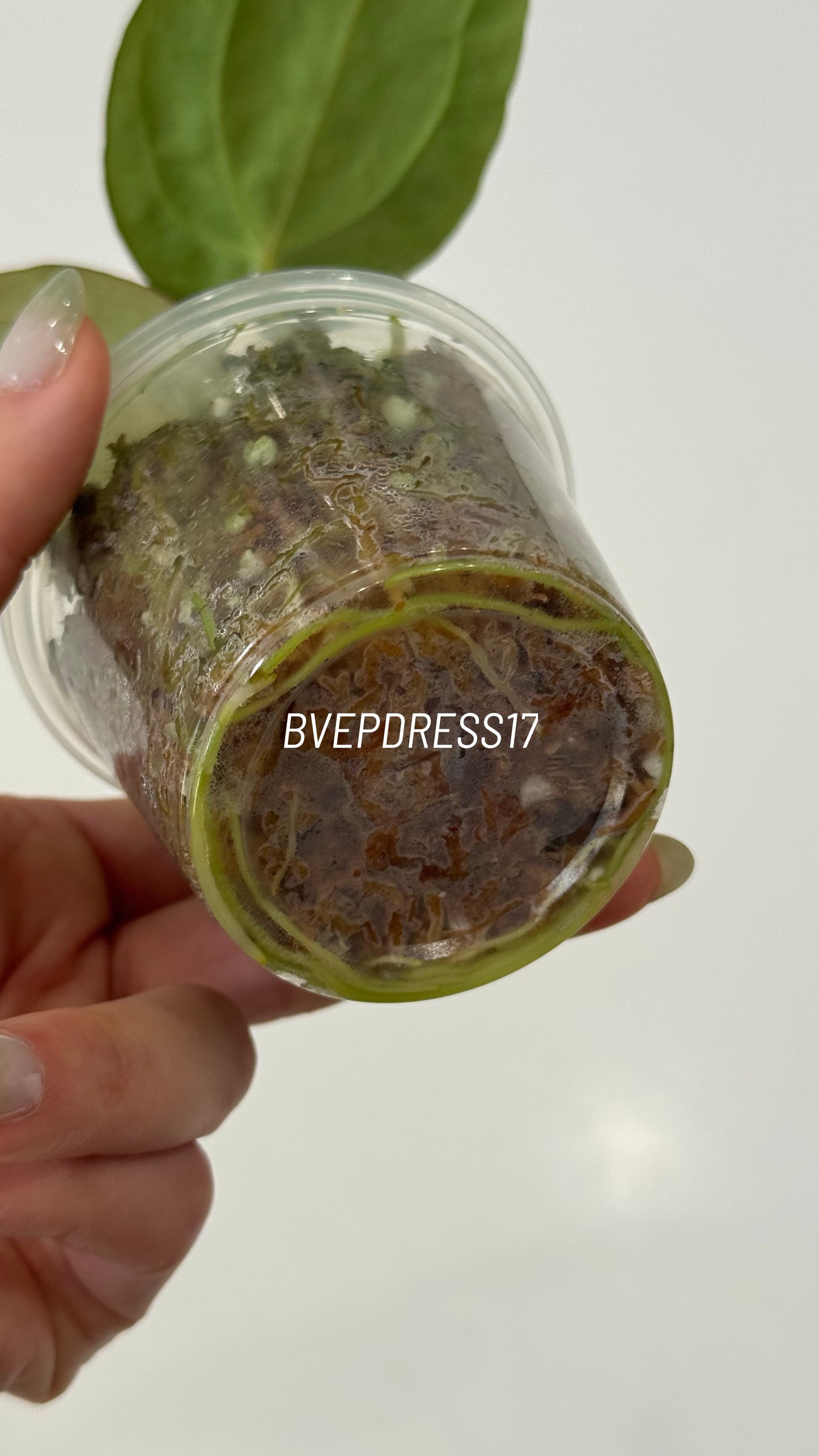 SC Anthurium Antolakii X NSE Anthurium Dressleri Seedlings (3'' Pot Size)