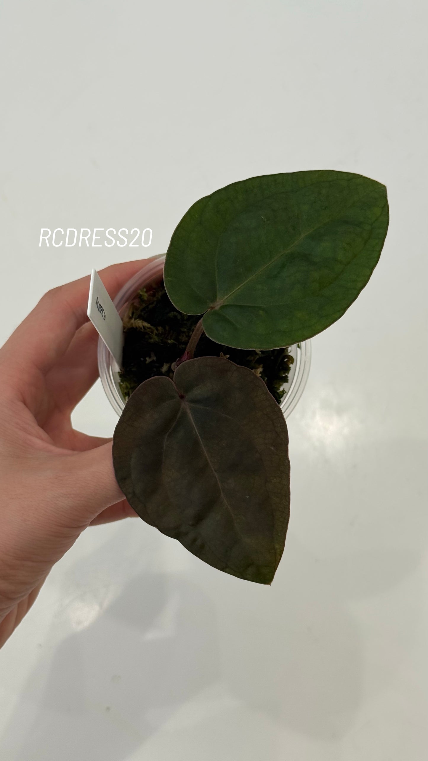 Tezula Anthurium Red Crystallinum X NSE Anthurium Dressleri Seedlings (3'' Pot Size)