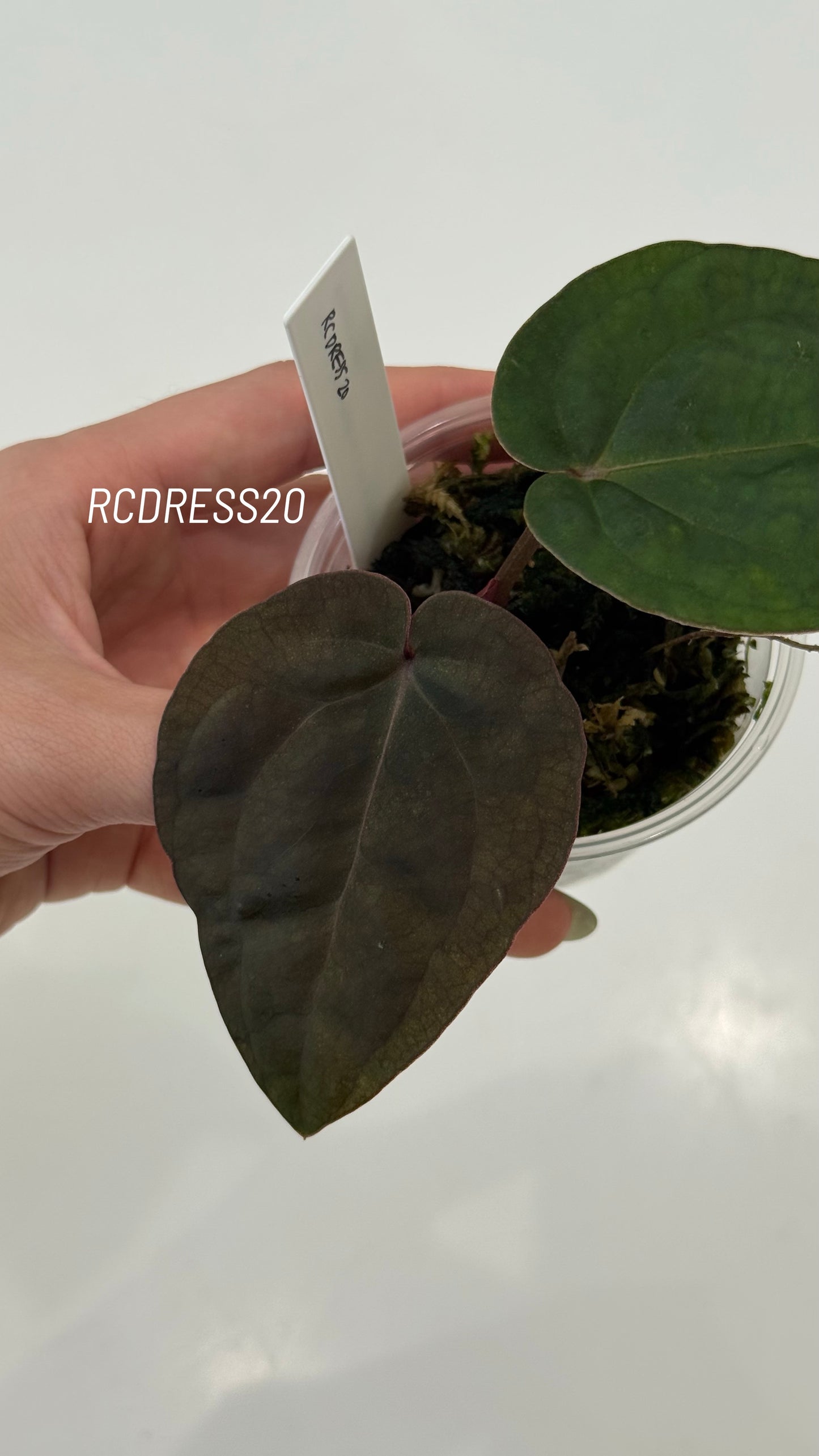 Tezula Anthurium Red Crystallinum X NSE Anthurium Dressleri Seedlings (3'' Pot Size)
