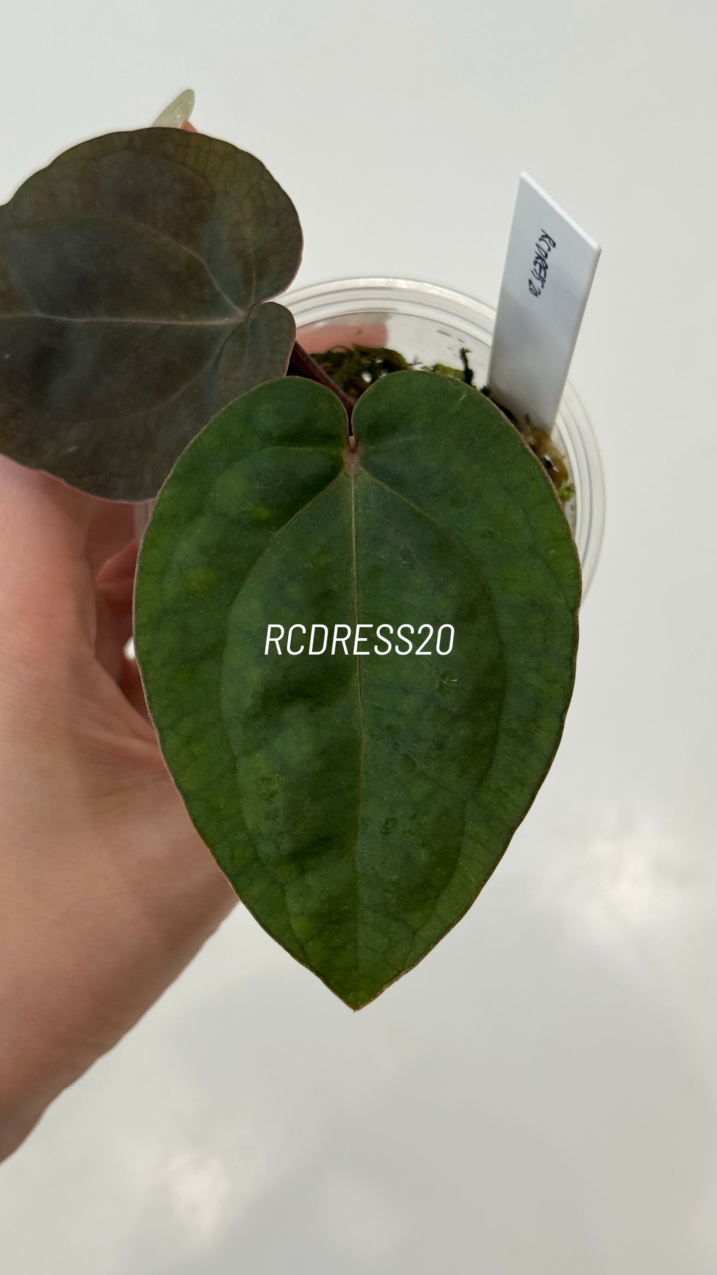 Tezula Anthurium Red Crystallinum X NSE Anthurium Dressleri Seedlings (3'' Pot Size)