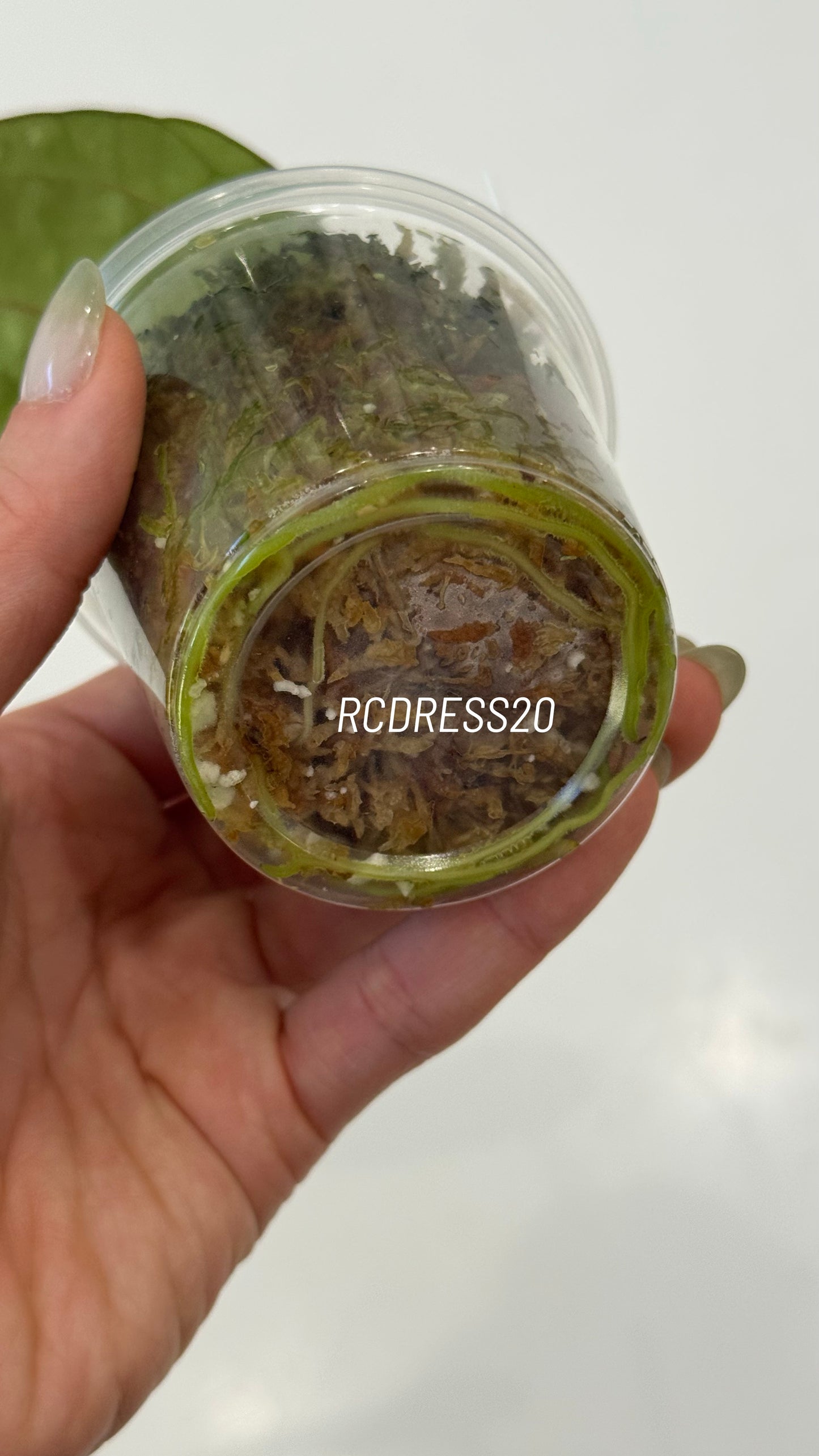 Tezula Anthurium Red Crystallinum X NSE Anthurium Dressleri Seedlings (3'' Pot Size)