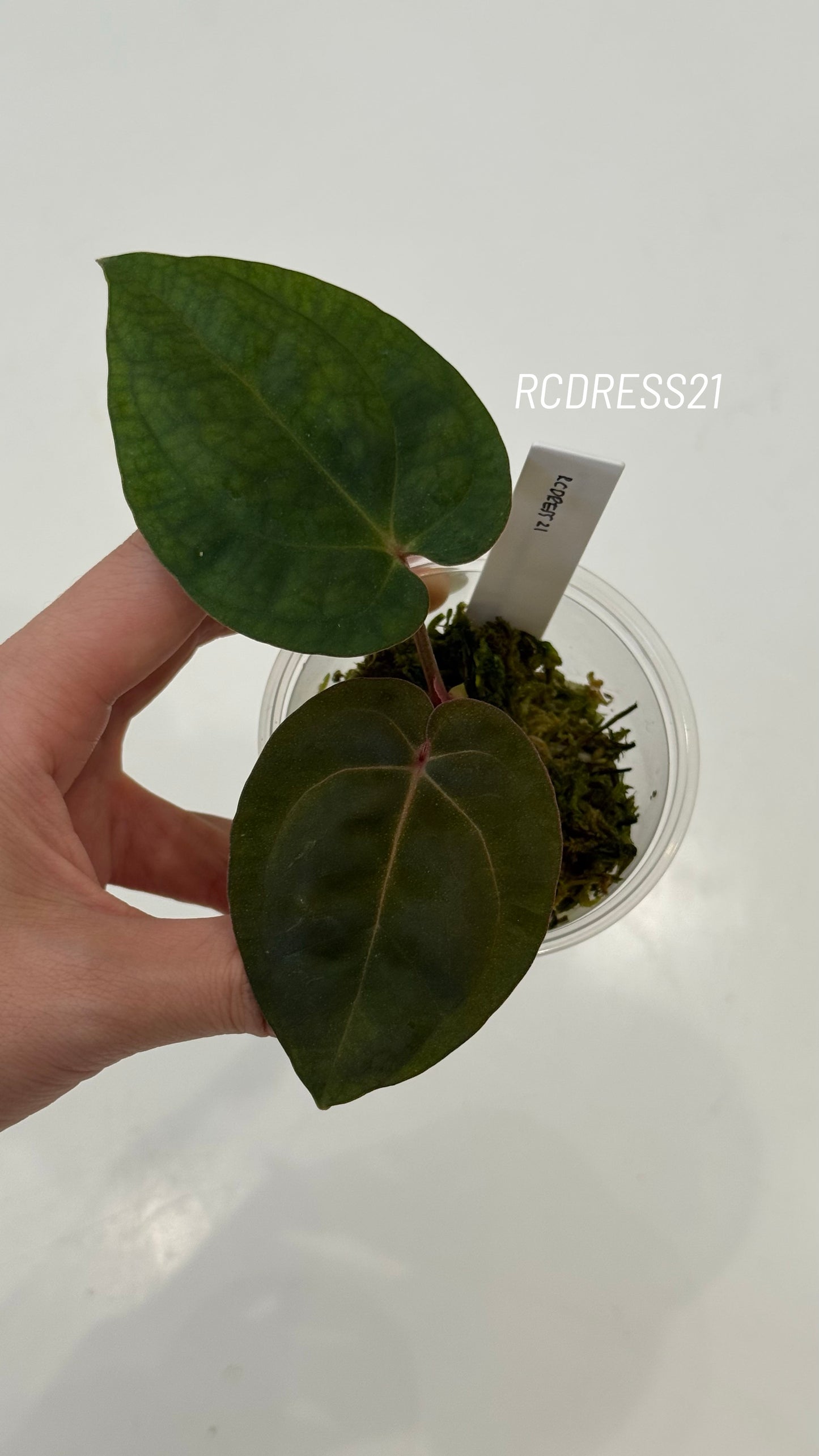 Tezula Anthurium Red Crystallinum X NSE Anthurium Dressleri Seedlings (3'' Pot Size)