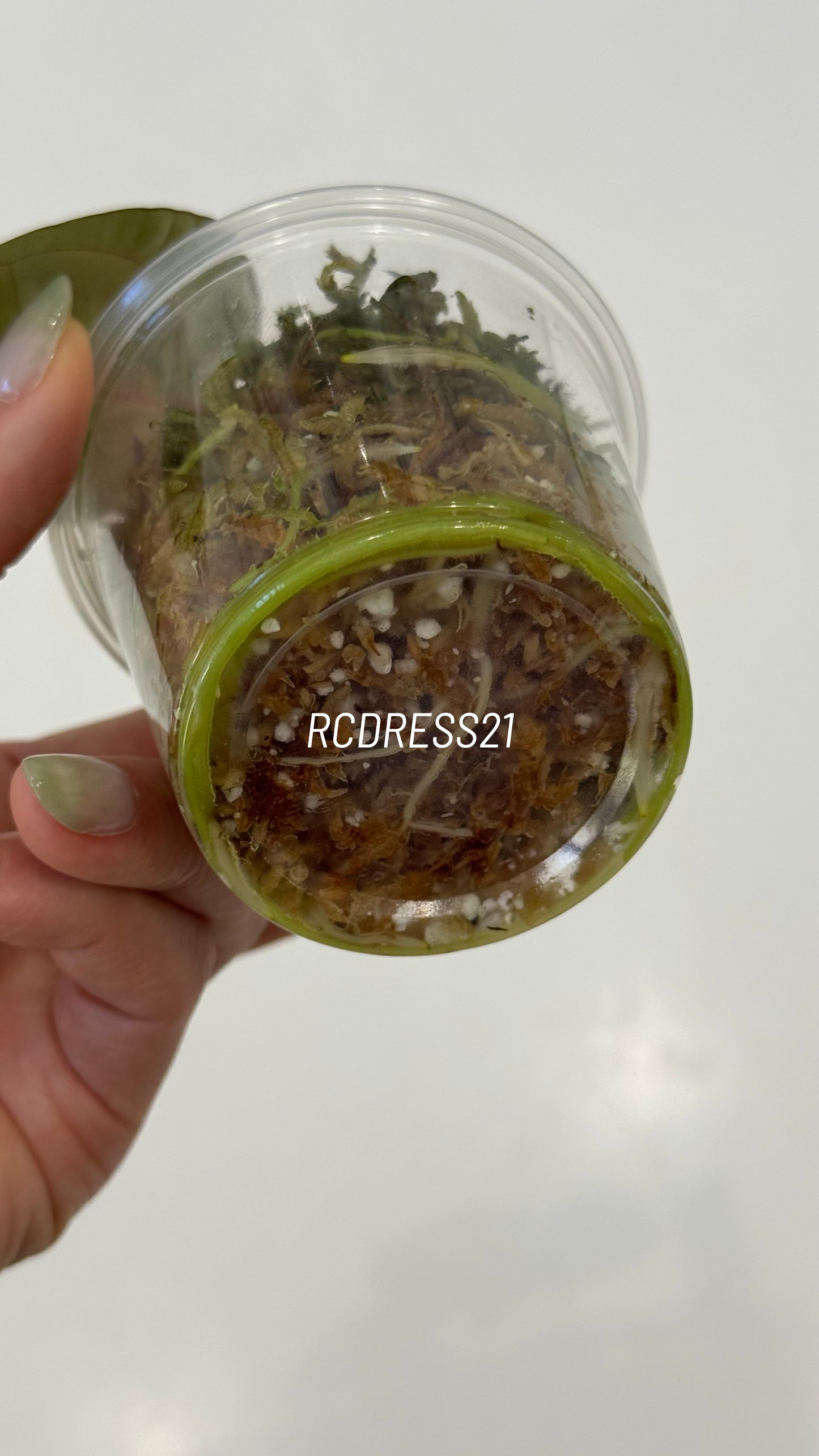 Tezula Anthurium Red Crystallinum X NSE Anthurium Dressleri Seedlings (3'' Pot Size)