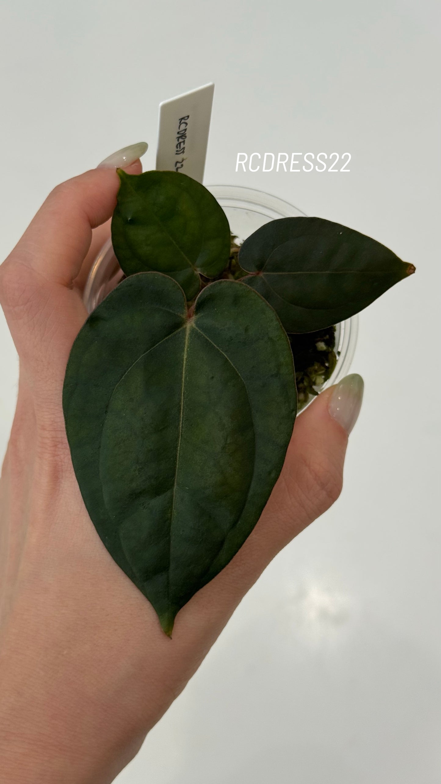 Tezula Anthurium Red Crystallinum X NSE Anthurium Dressleri Seedlings (3'' Pot Size)