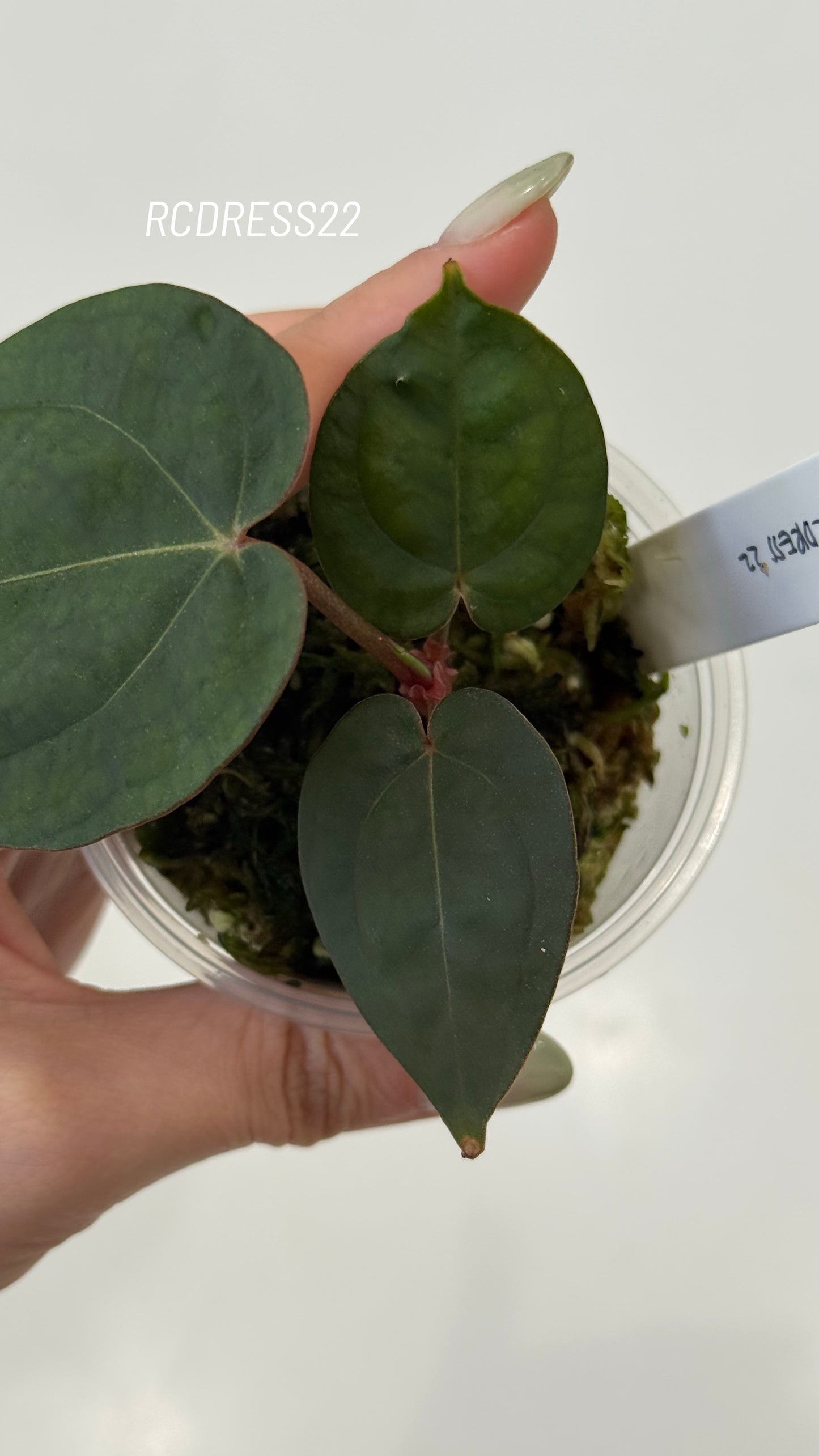 Tezula Anthurium Red Crystallinum X NSE Anthurium Dressleri Seedlings (3'' Pot Size)