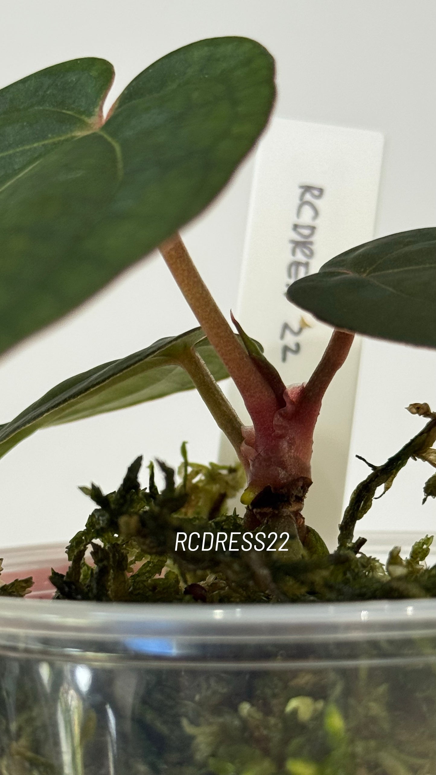 Tezula Anthurium Red Crystallinum X NSE Anthurium Dressleri Seedlings (3'' Pot Size)