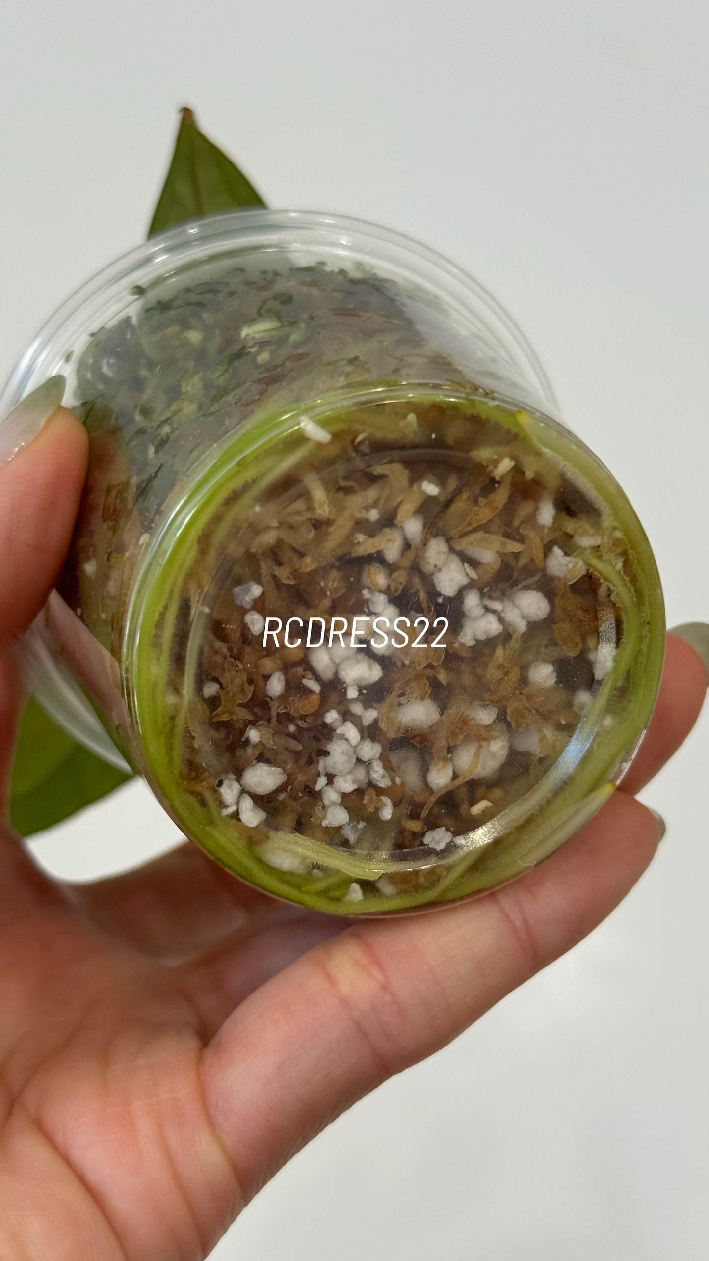 Tezula Anthurium Red Crystallinum X NSE Anthurium Dressleri Seedlings (3'' Pot Size)