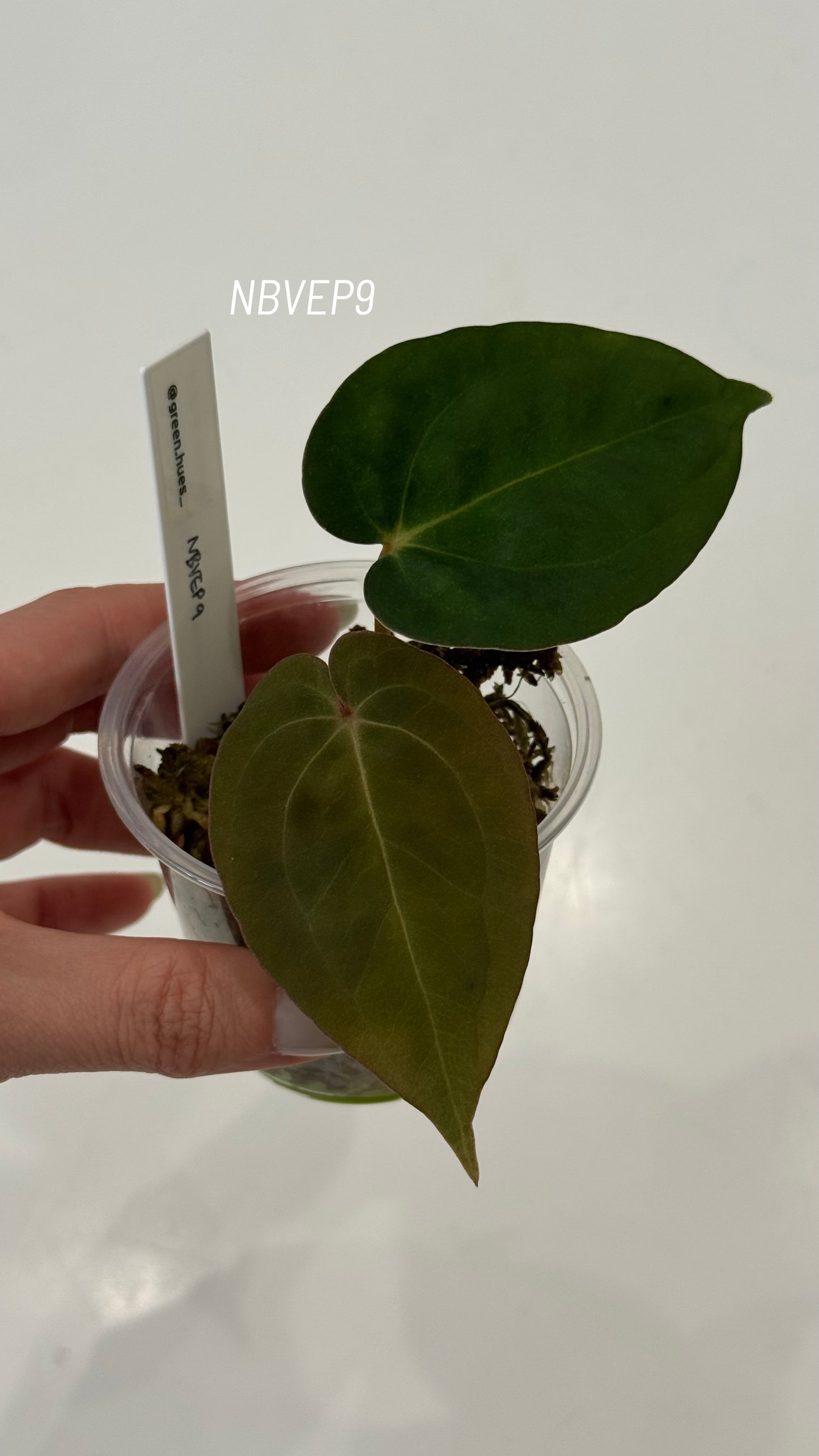 (Anthurium Carlablackiae X Anthurium Papillilaminum) F2 'Noire' X Scott Cohen Anthurium Antolakii Seedlings (3'' Pot Size)