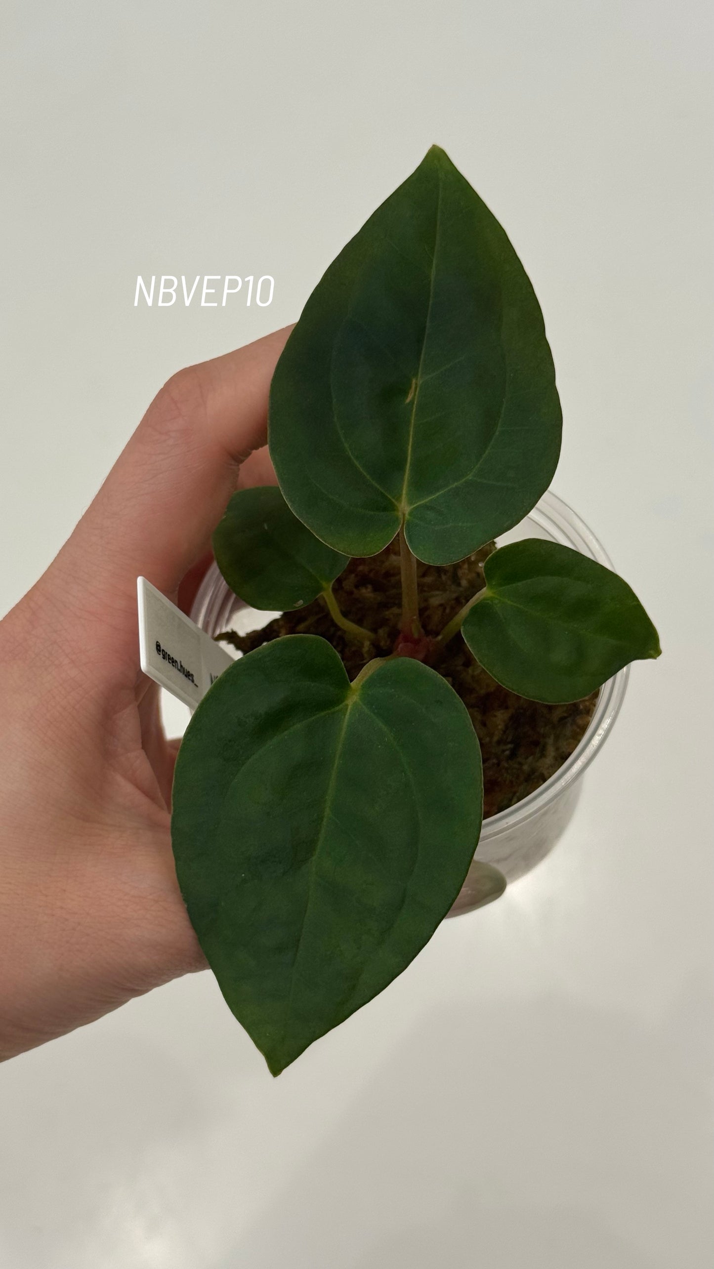 (Anthurium Carlablackiae X Anthurium Papillilaminum) F2 'Noire' X Scott Cohen Anthurium Antolakii Seedlings (3'' Pot Size)